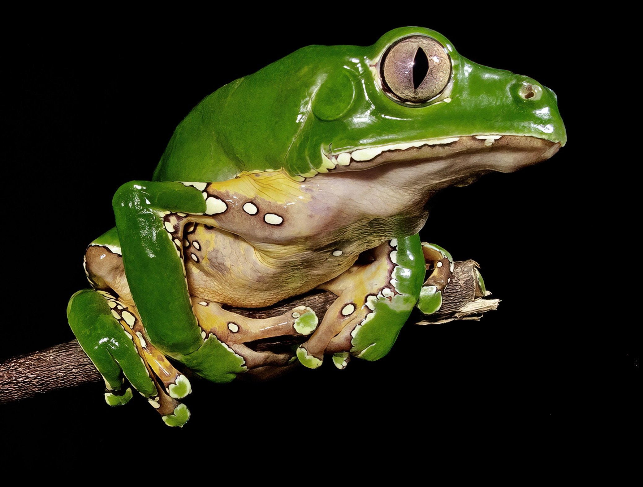  Giant Monkey Frog,  Phyllomedusa bicolor , Amazonian Perú. Image: ©W. W. Lamar 2022 