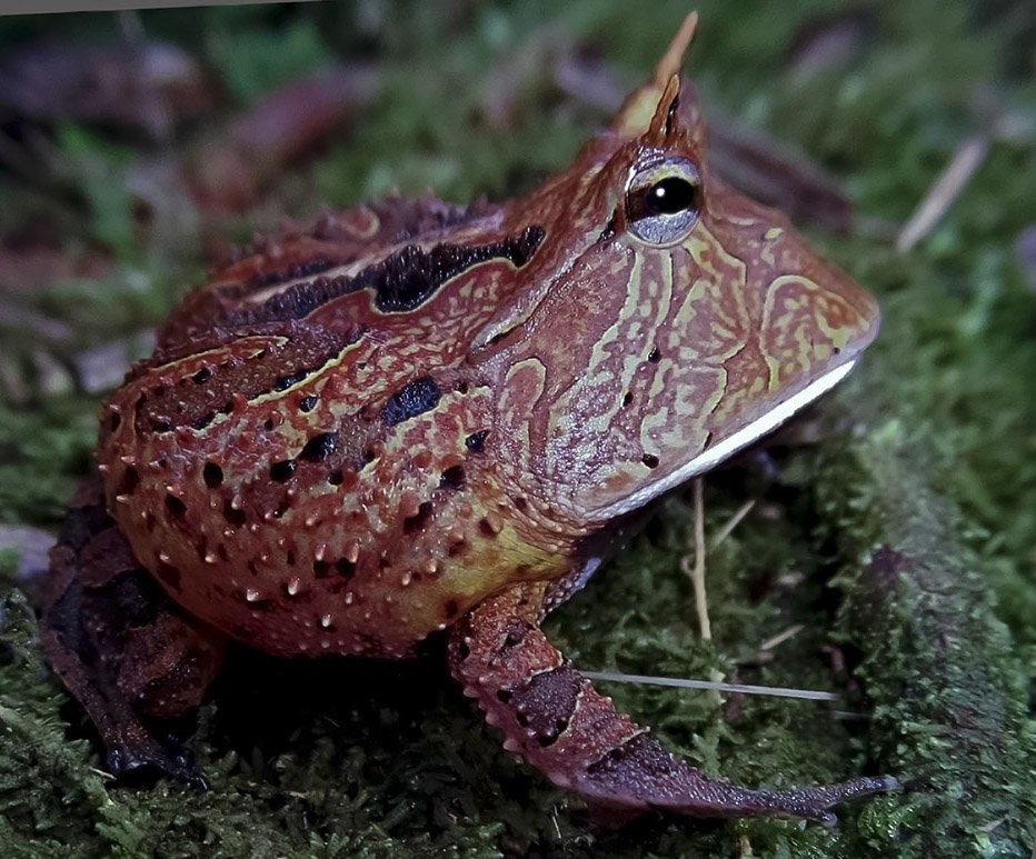 Ceratophrys cornuta ExplorNapo 1aaa.jpg