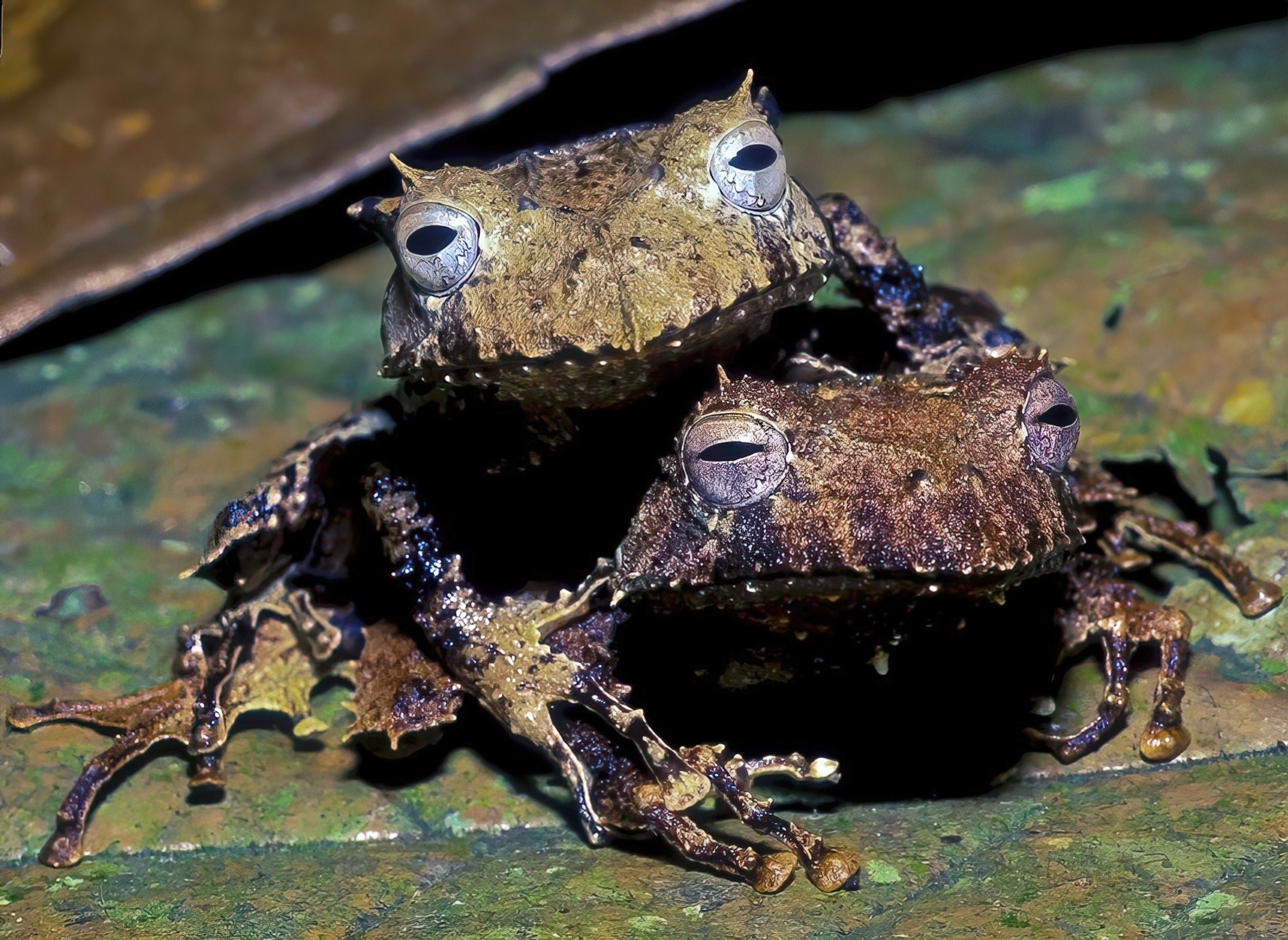  Sumaco Horned Treefrogs or Dragon Frogs,  Hemiphractus proboscideus , Caucho Caño, Perú. Image © W. W. Lamar 