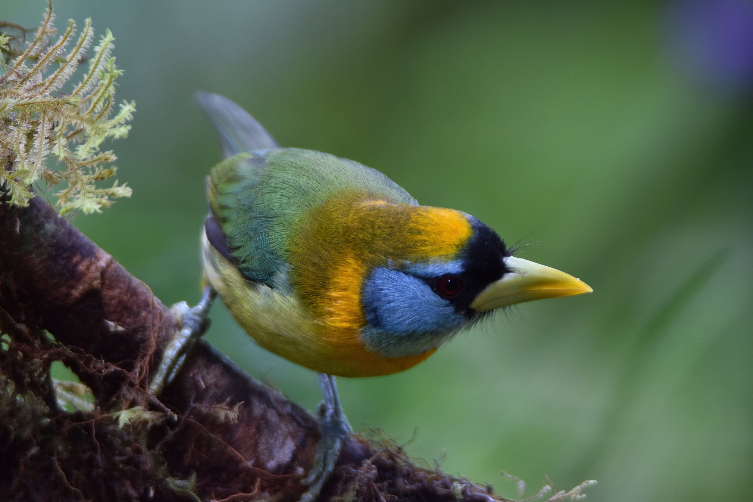 Female redhead barbet-SharpenAI-motion.jpg