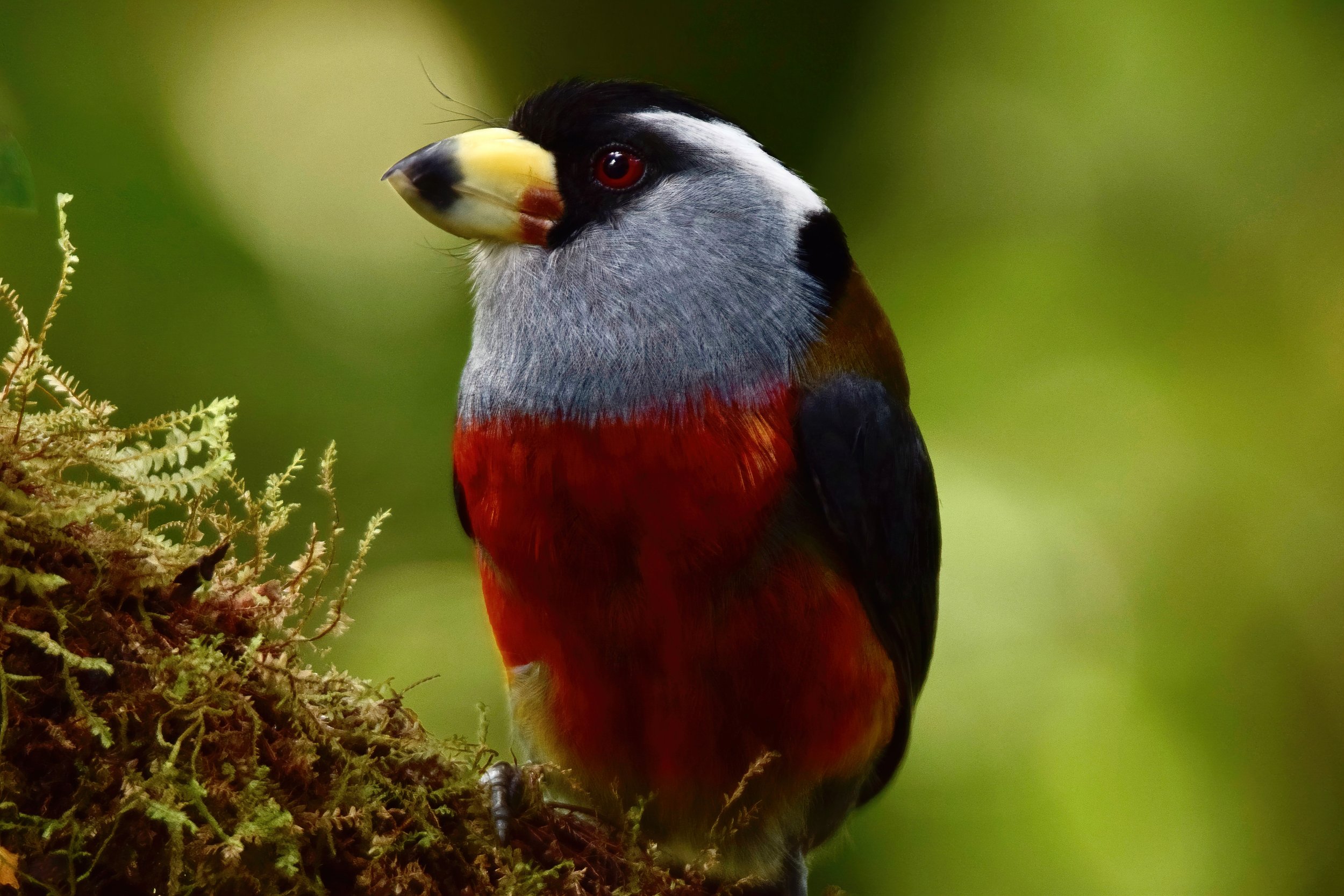  Toucan Barbet,  Semnornis ramphastinus , Buenaventura, Valle del Cauca Department, Colombia. Image: ©P. Rockstroh 