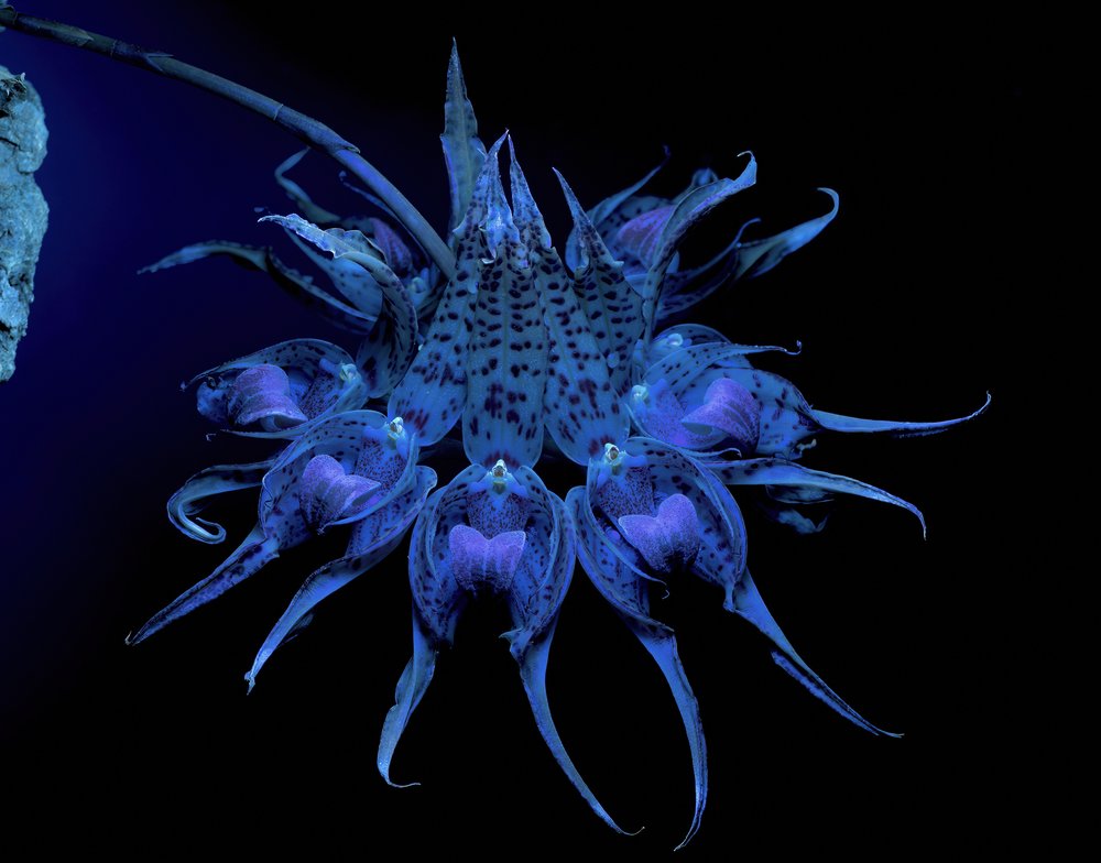 Bulbophyllum ericssonii 240 nm.jpg