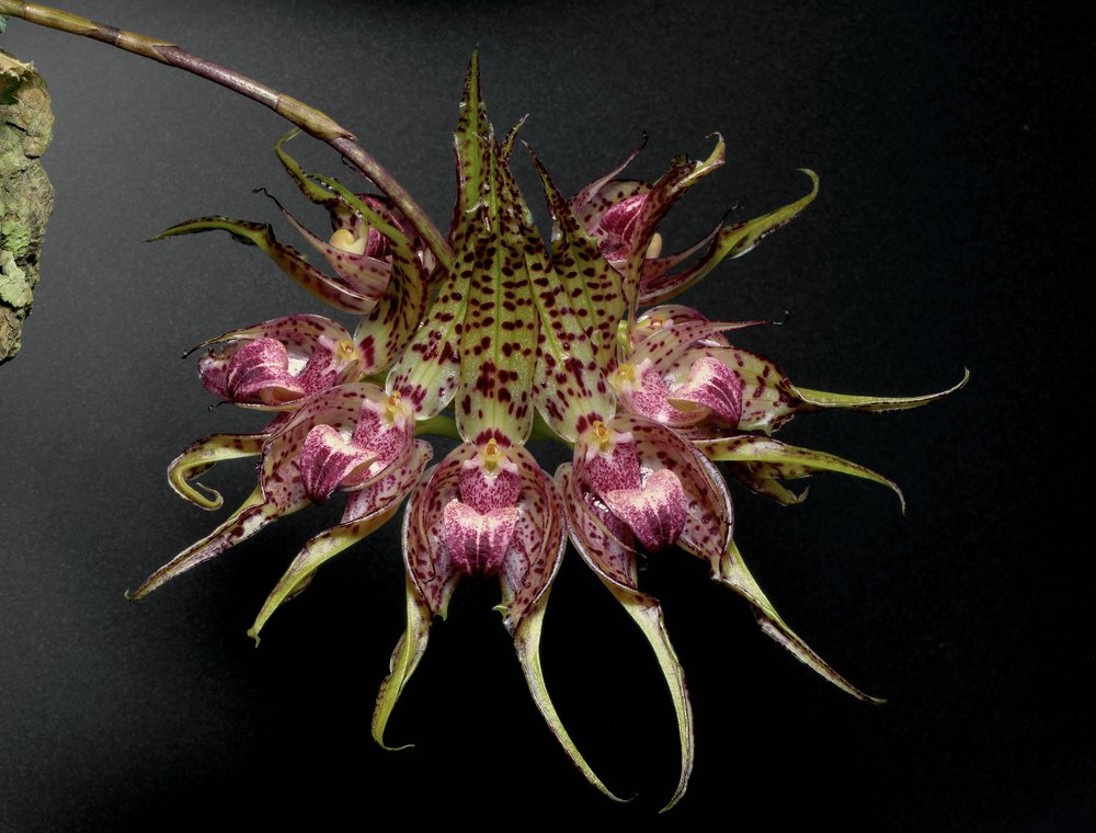 Bulbophyllum ericssonii - 5700 K 2.jpg
