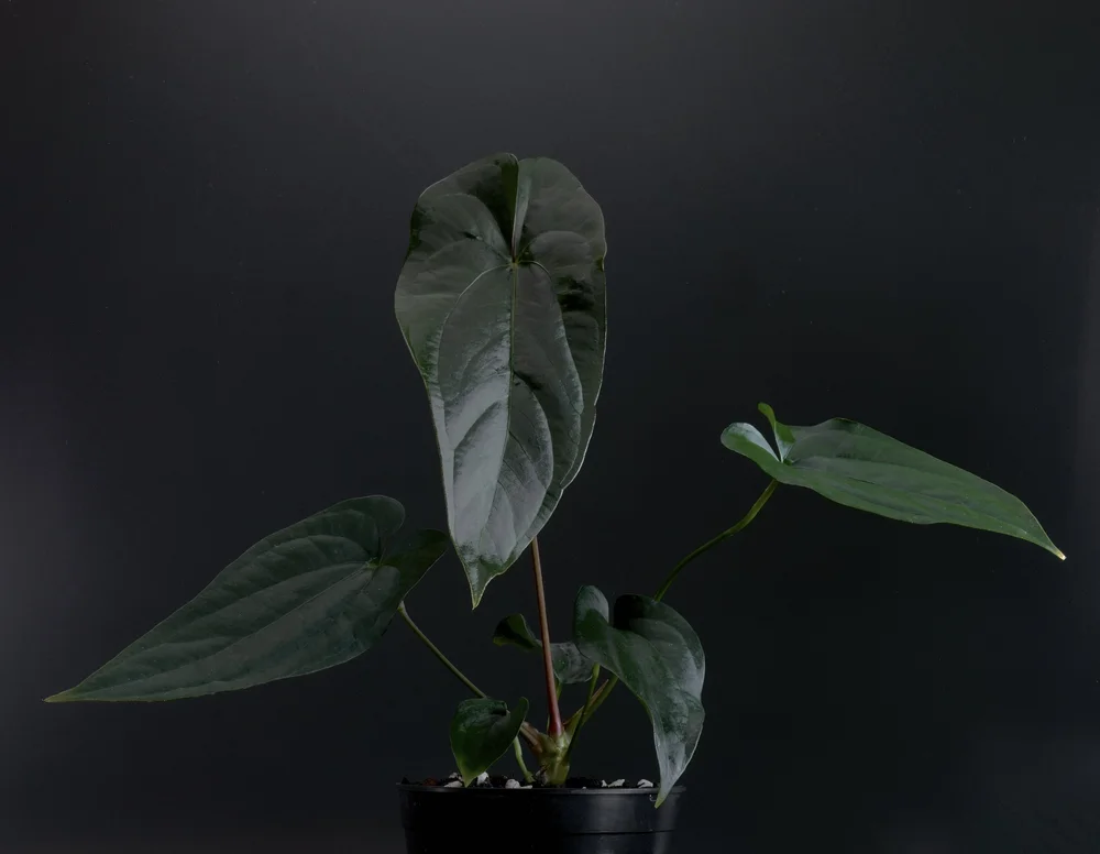 Velvet leaf anthuriums in cultivation by Jay Vannini  Exotica Esoterica
