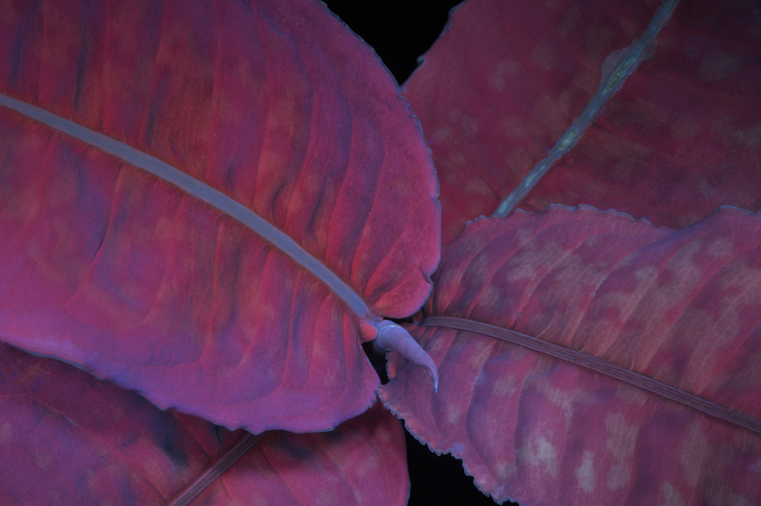  Green Velvet Dumbcane,  Dieffenbachia sp. , under longwave Ultraviolet light. Guna Yala, Panamá. Image: ©J. Vannini 