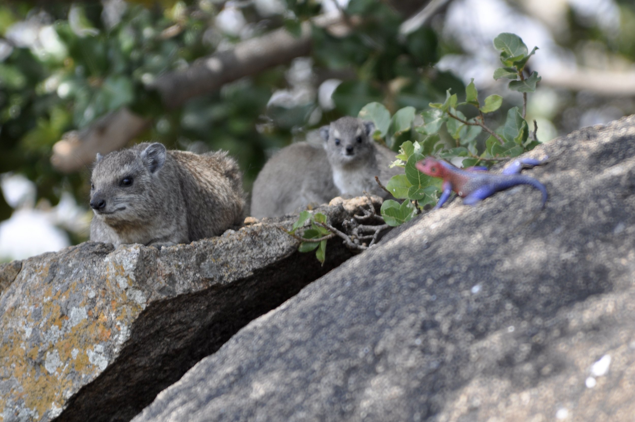 Dassies & Agama 1.JPG