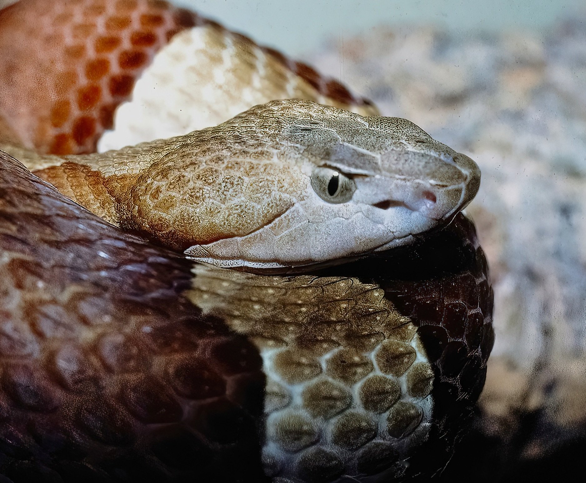  Trans-Pecos Copperhead,  Agkistrodon laticinctus .  Image: ©J. Vannini 