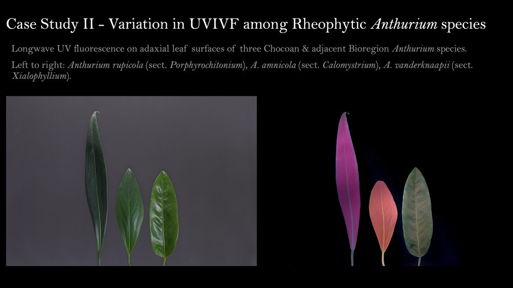 UVIVF Aroids for IAS 4.jpg