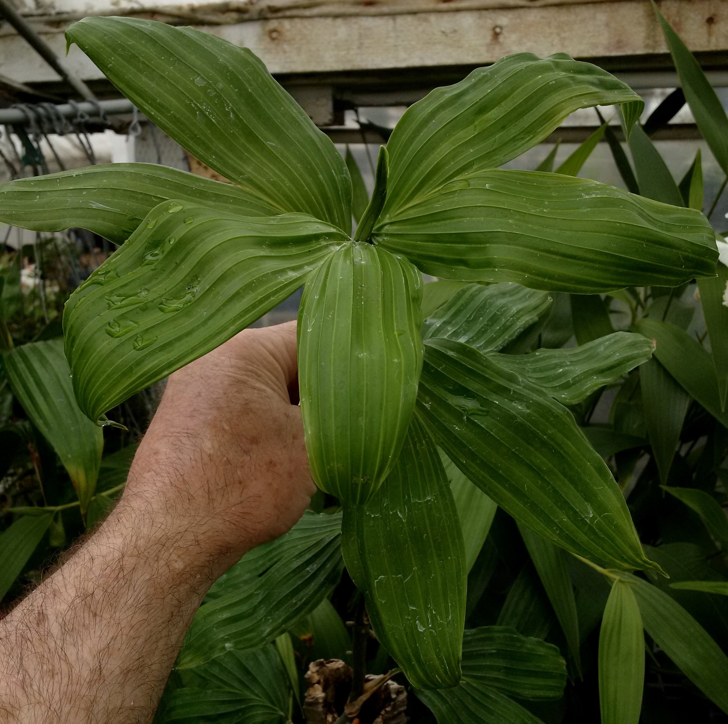 Asplundia vaupesiana leaf detail.jpg