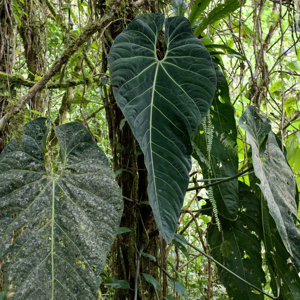 alocasia zebrina winter Alocasia zebrina