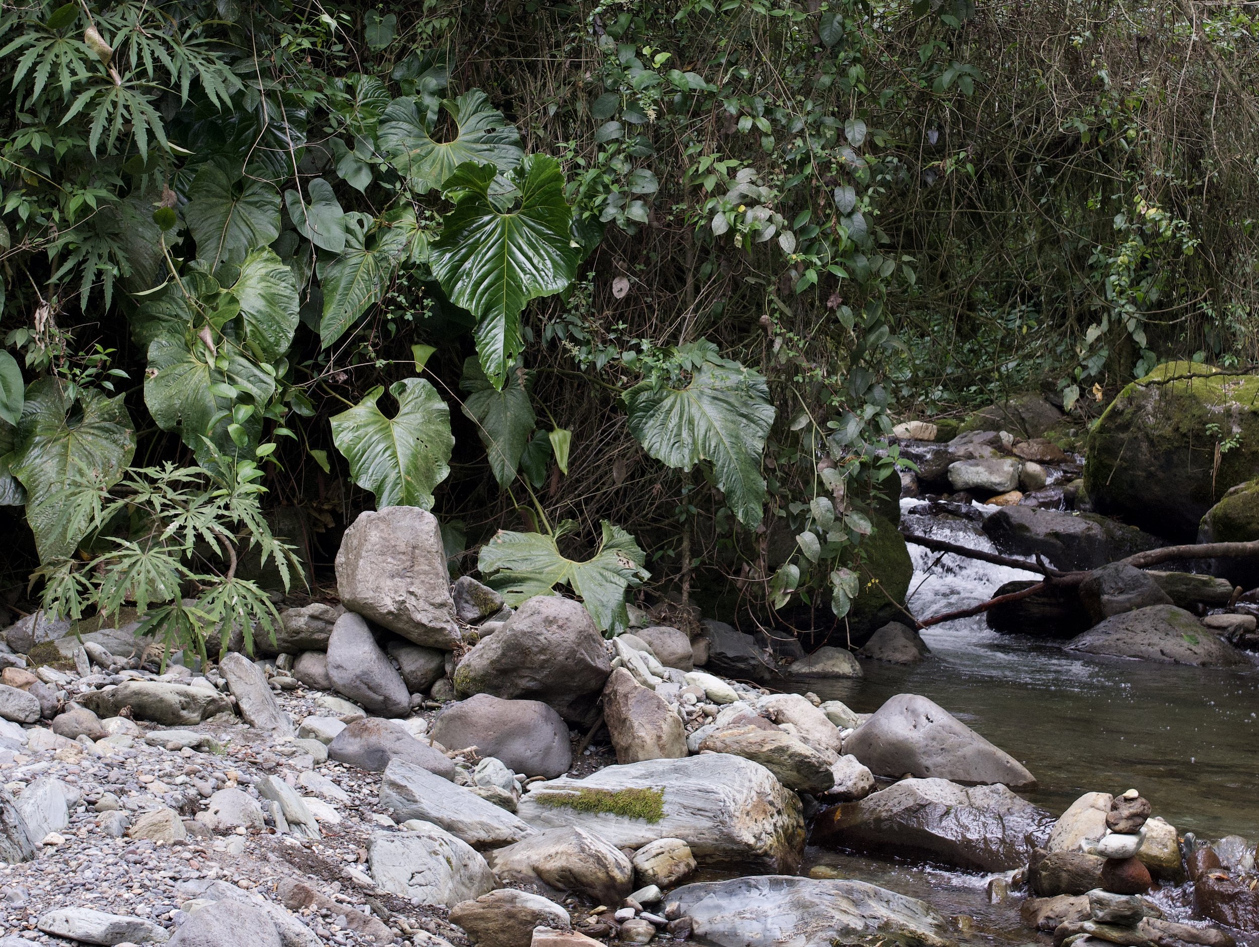   Anthurium cupulispathum , Quindío Department, Colombia. Image: ©J. Vannini 