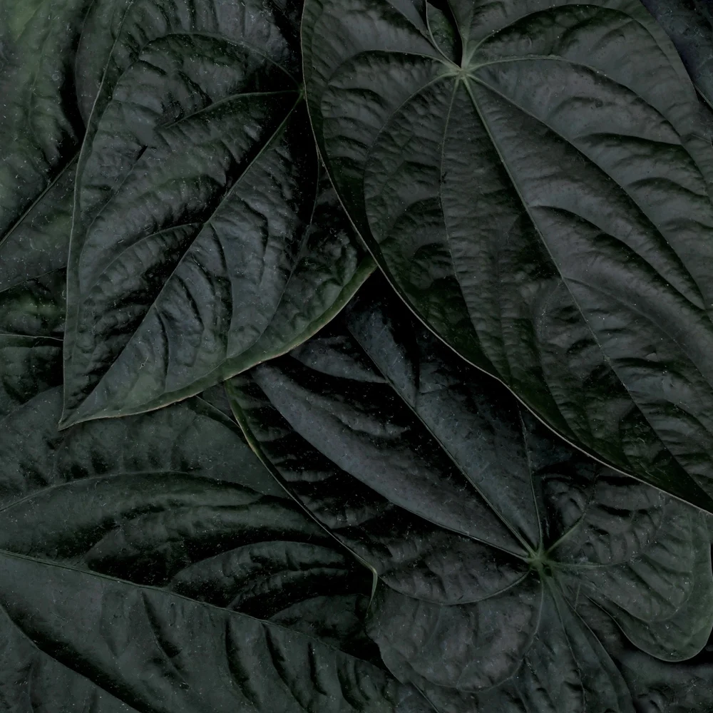 Anthurium diabloense and close relatives  Exotica Esoterica