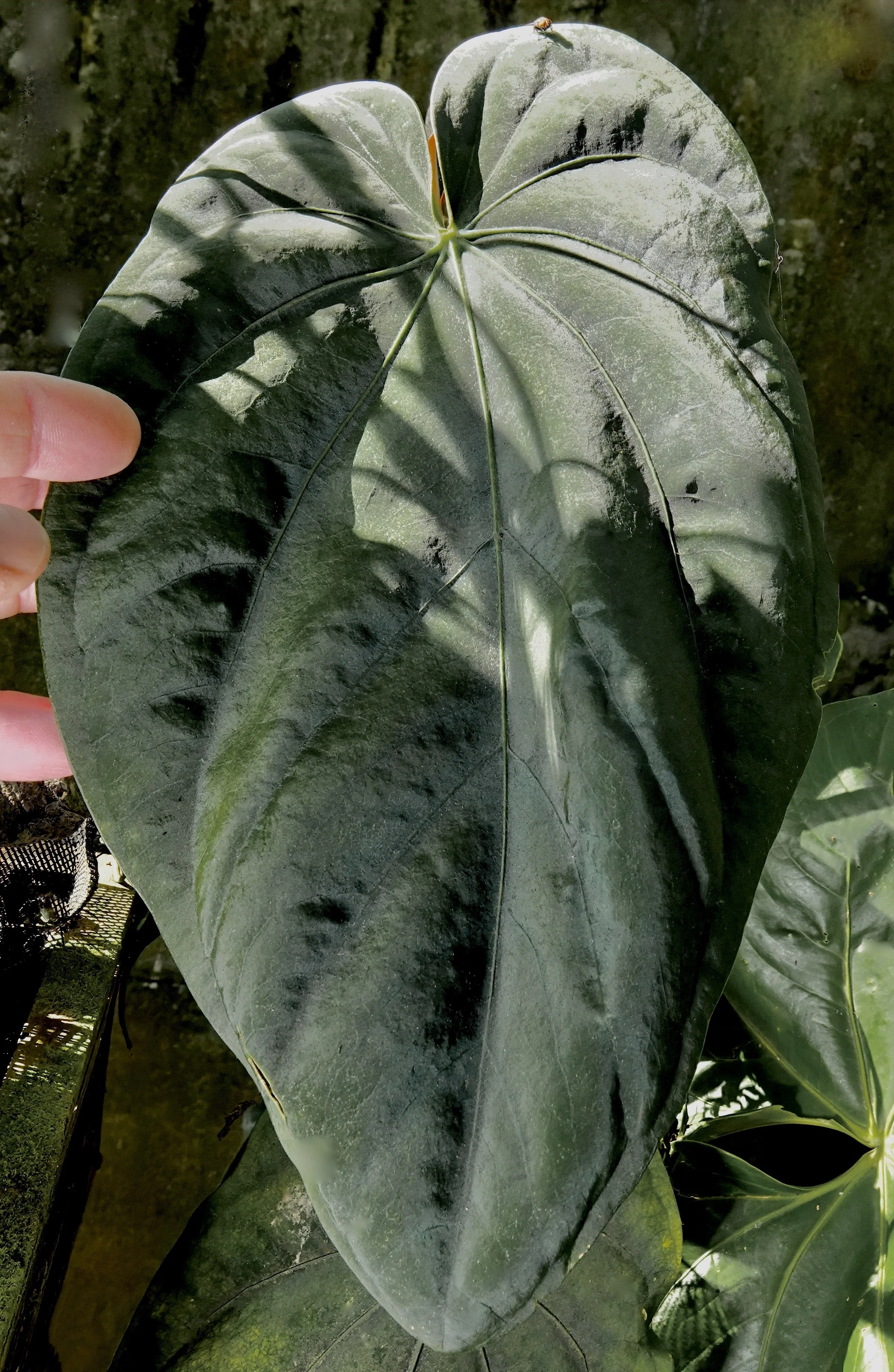 alocasia amazonica gre Alocasia amazonica aka Polly