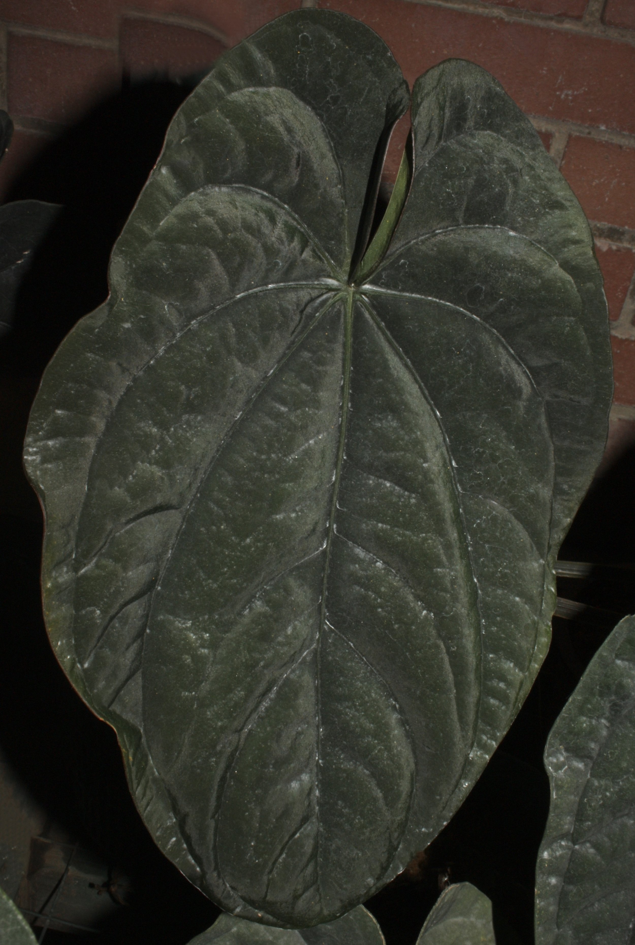 anthurium jenmanii variegated Anthurium Jenmanii Yellow Variegated Size Large – INDONESIAPLANTS main image 1