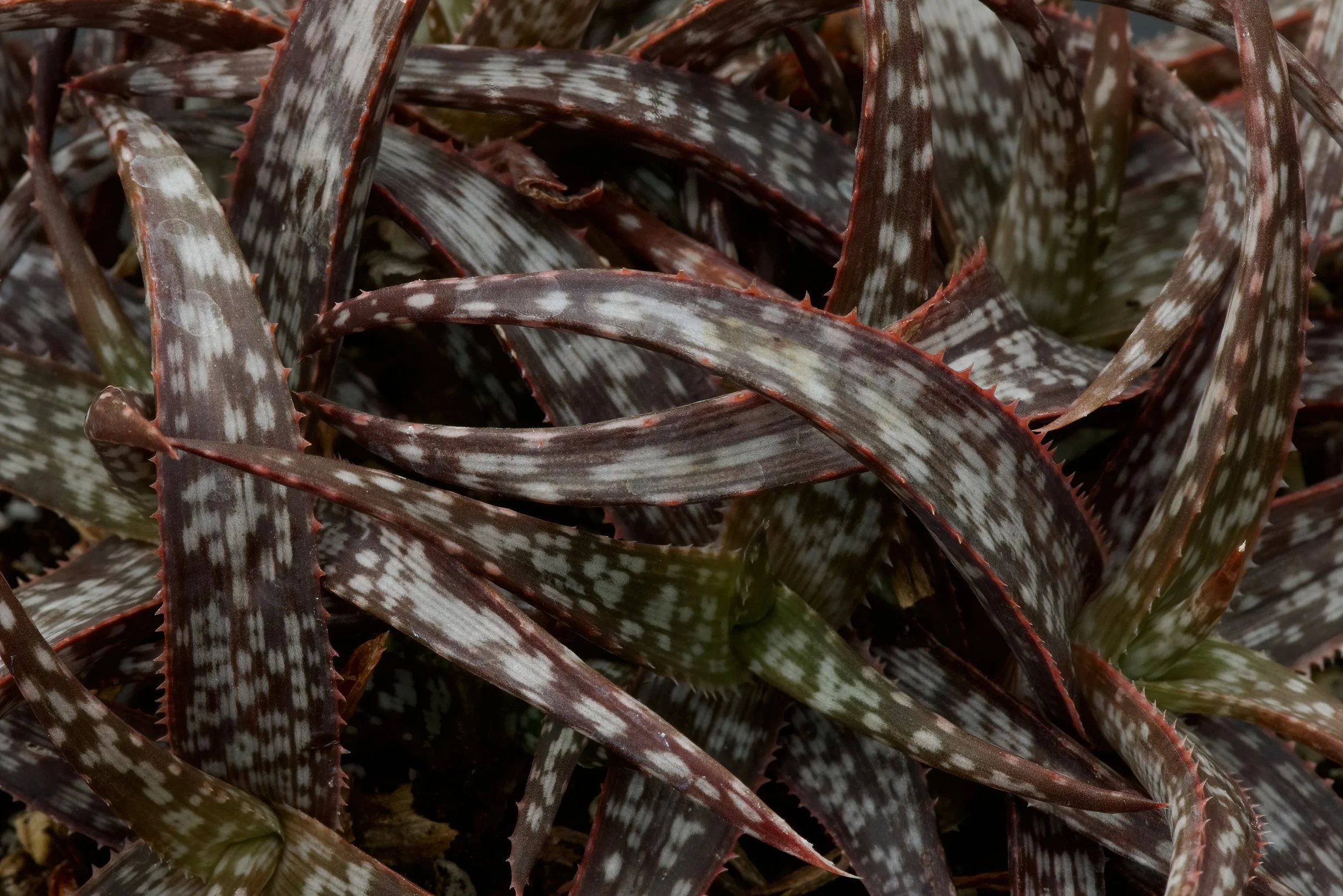 A close look and Fantasy and tabletop aloes, including species and modern  hybrids, especially those of Madagascan origin.  Exotica Esoterica