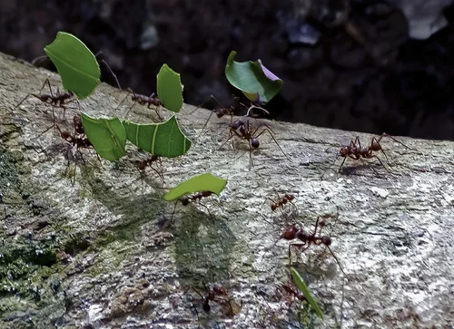 Squamellarias: The Natural History & Cultivation of Fijian Tree ...