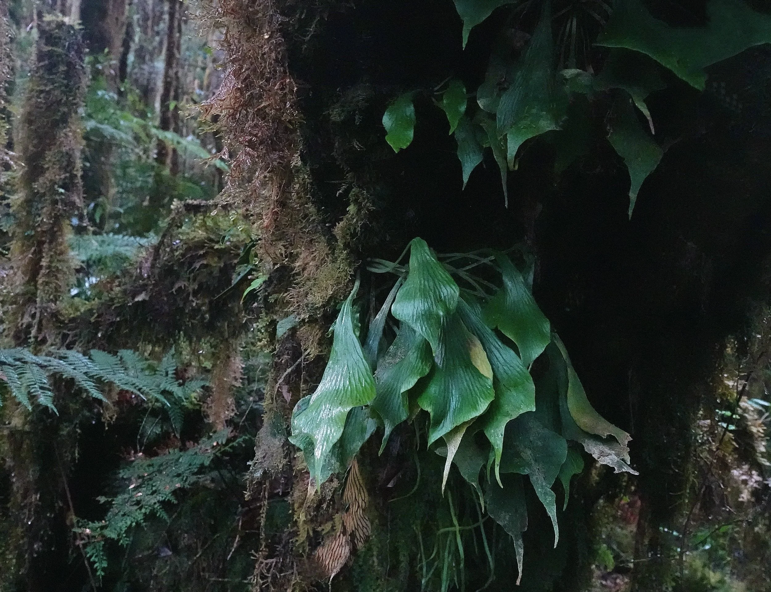 Elaphoglossum cf. herminieri Zumba， Ecuador 青い葉のシダ 花、園芸
