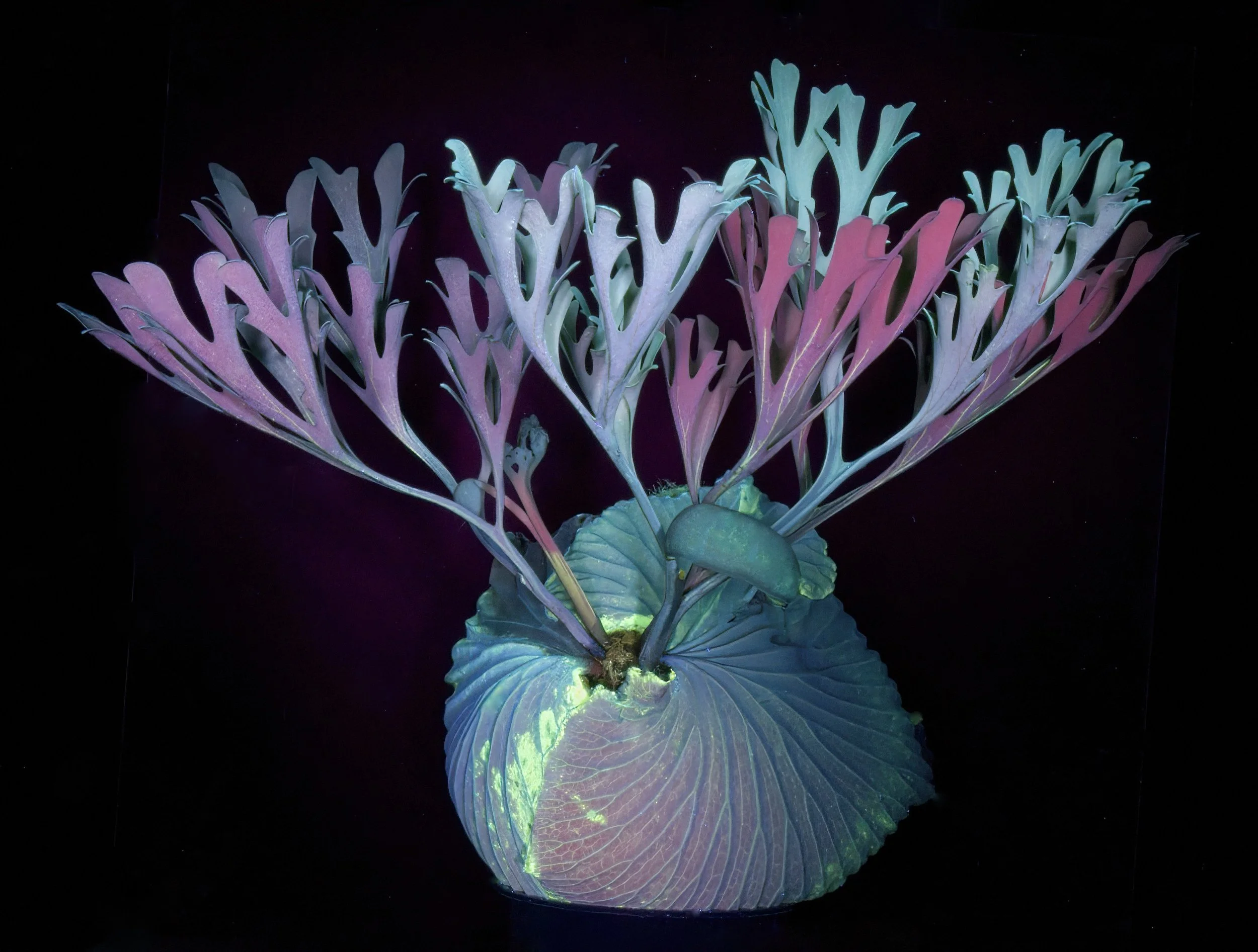 Ultraviolet Fluorescence in Plants - Light in the Fast Lane — Exotica ... - Uv Lighting For A Tropical Environment