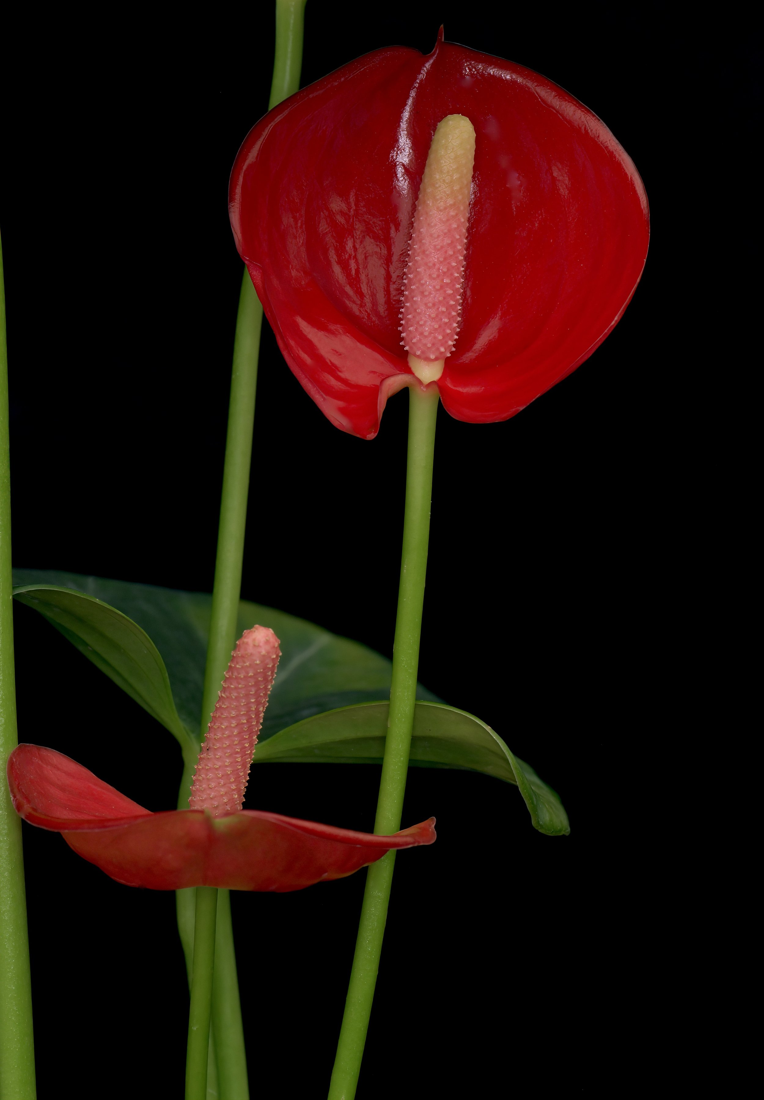 anthurium white Anthurium White - Flamingo Flower