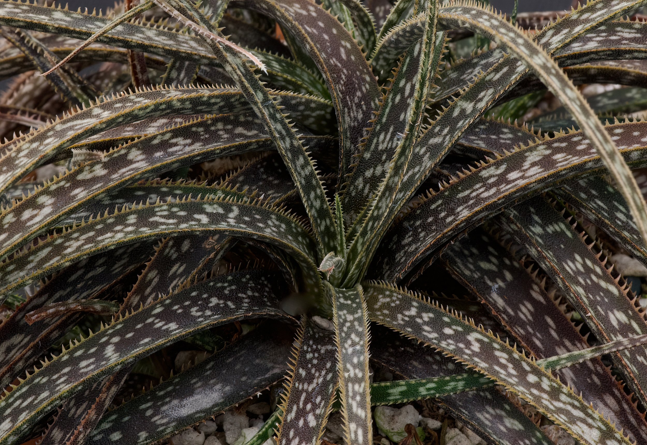 A close look and Fantasy and tabletop aloes, including species and modern  hybrids, especially those of Madagascan origin.  Exotica Esoterica