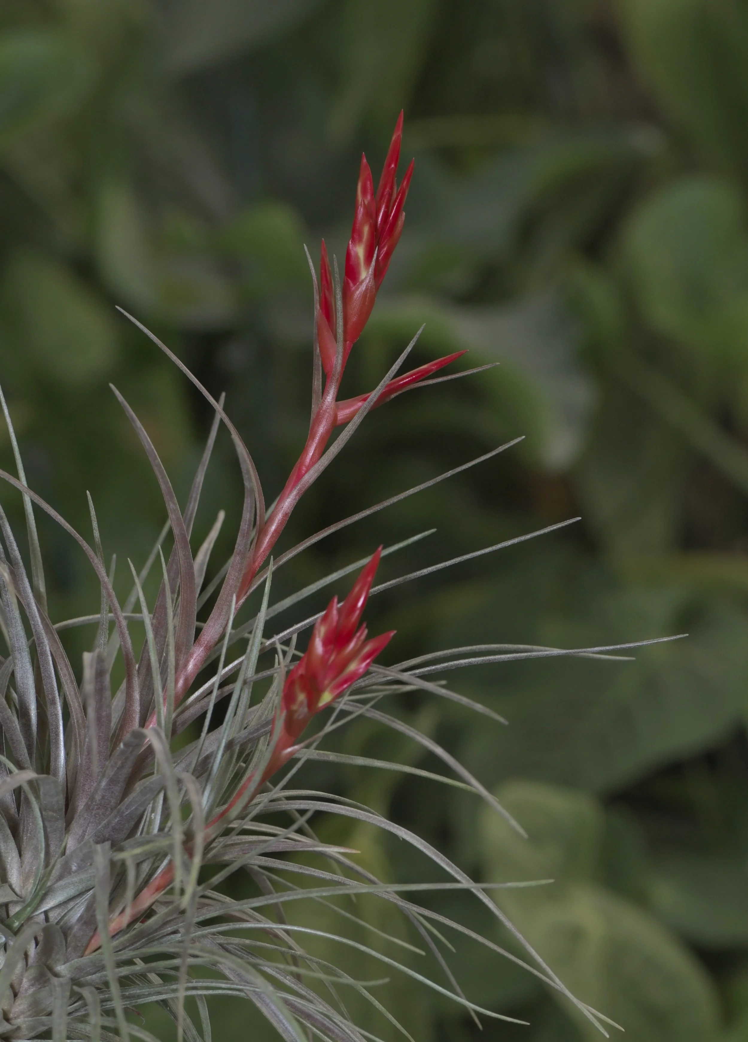 フラワー・ガーデニング Tillandsia cotagaitensis **50** Bromeliads in Australia - Tillandsia cotagaitensis