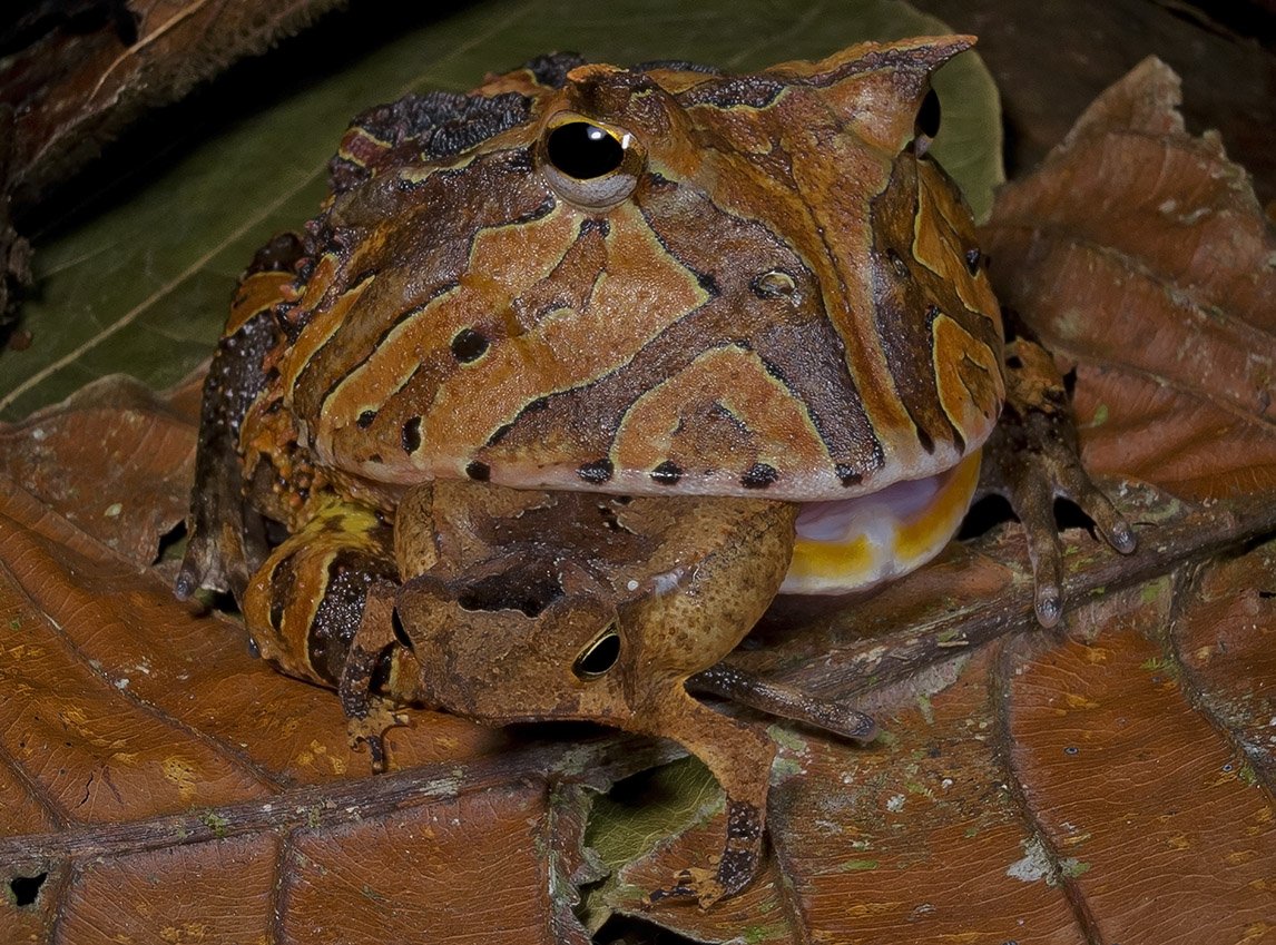 Cannibal Frogs: Horned Frogs, Darth Vaders & Dragons — Exotica Esoterica