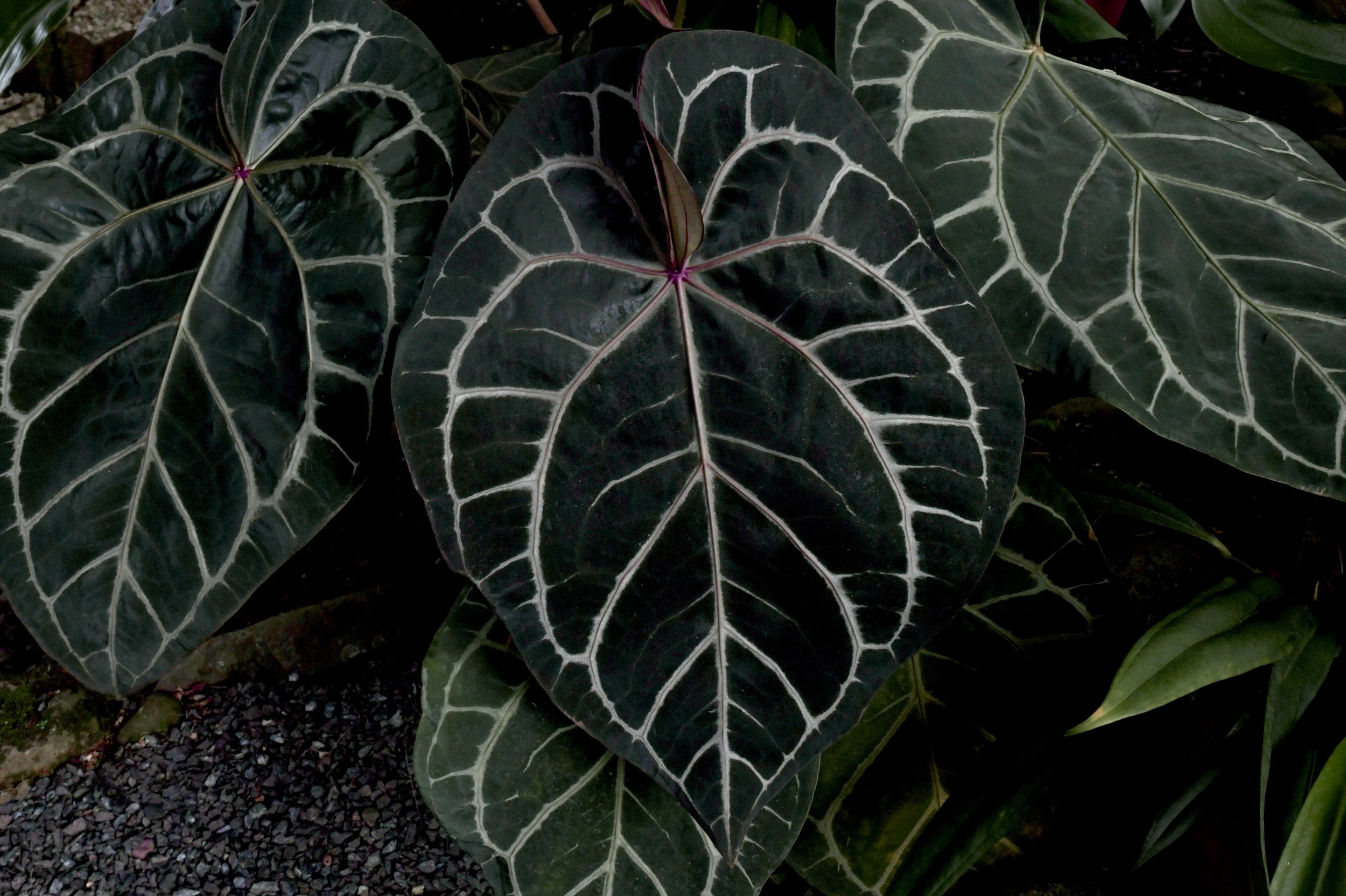 anthurium palmatum 6in Anthurium main image 0