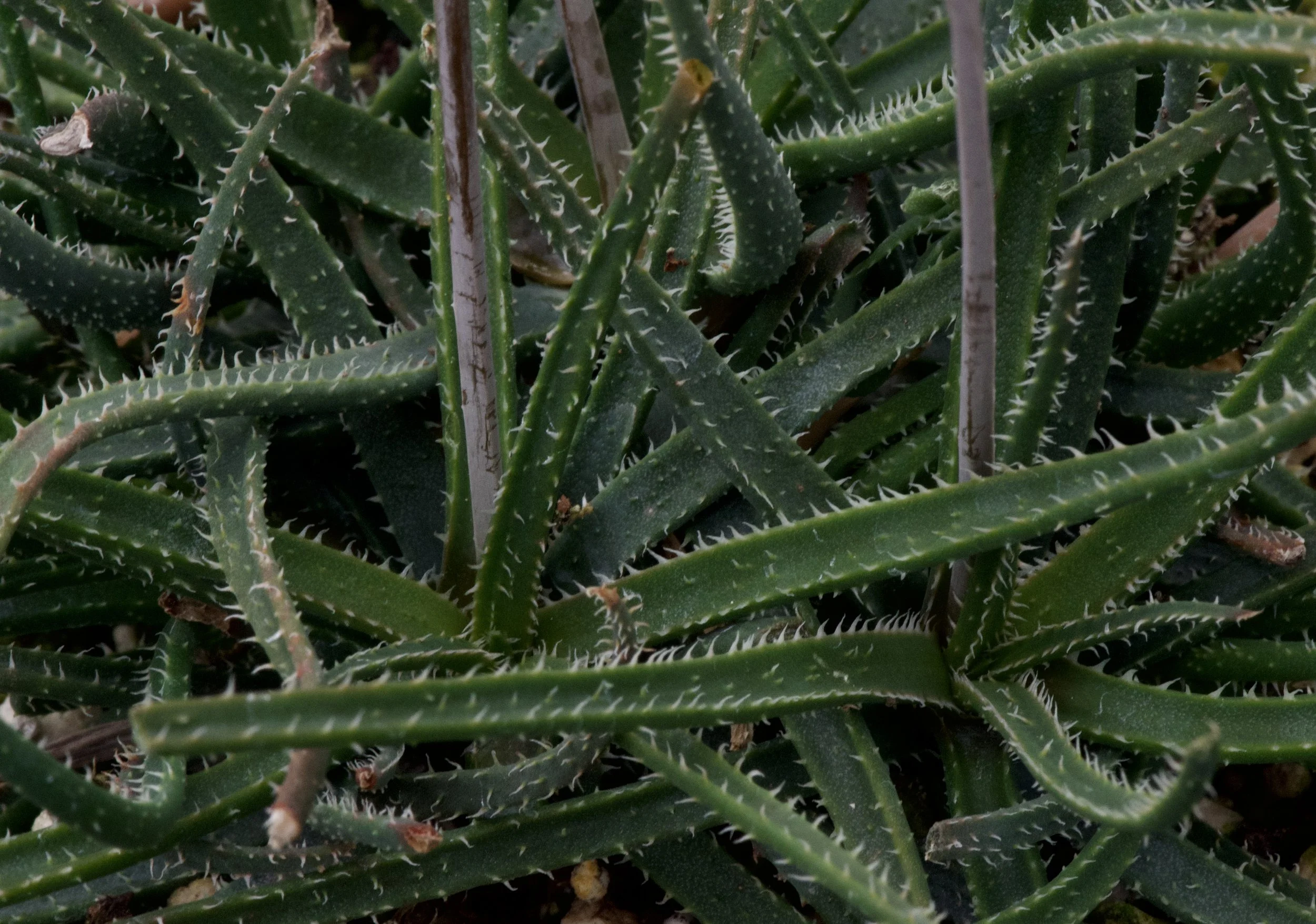 Aloe hoffmannii and - Agaveville Madagascar from the | aloes
