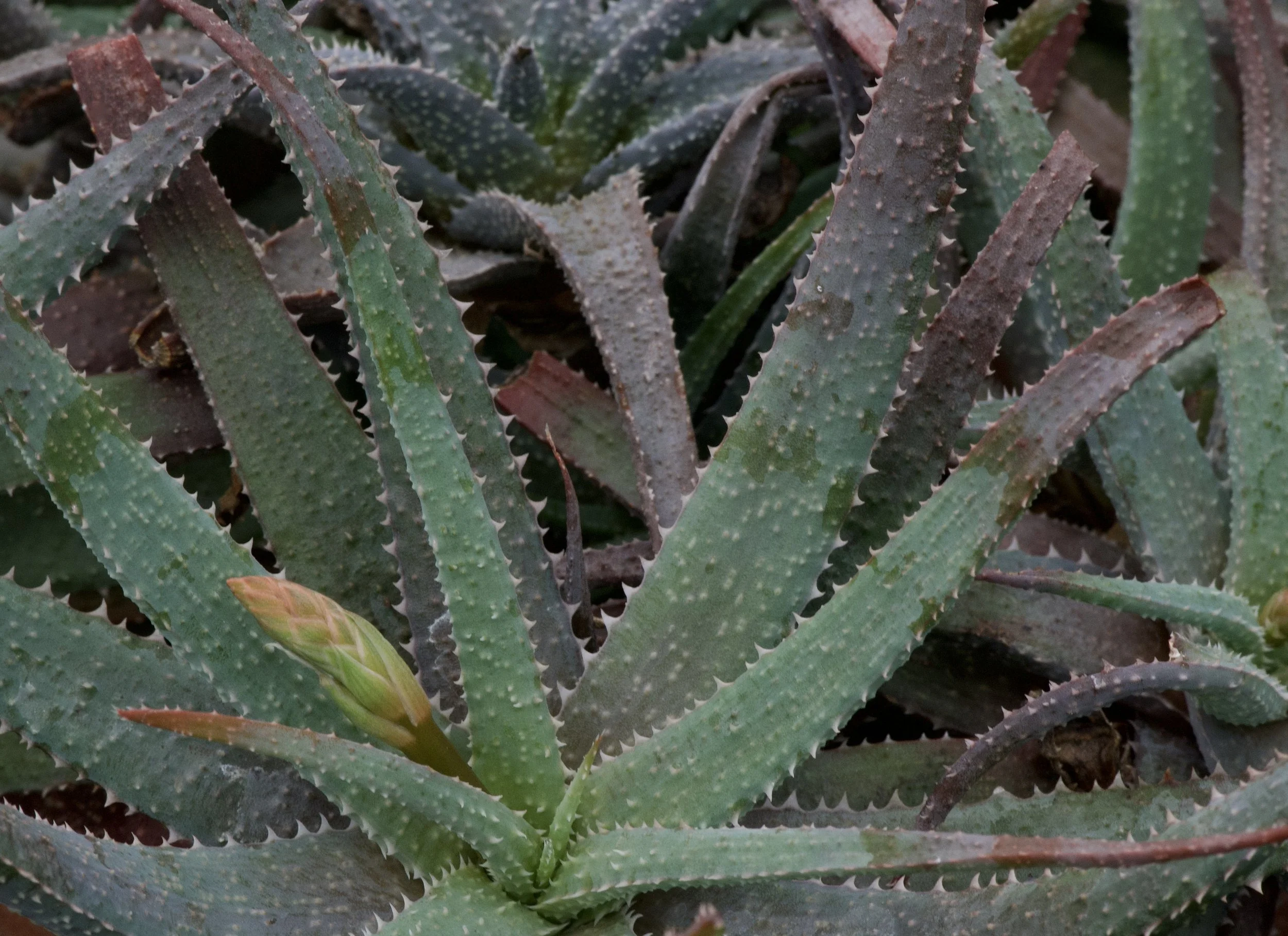 A close look and Fantasy and tabletop aloes, including species and