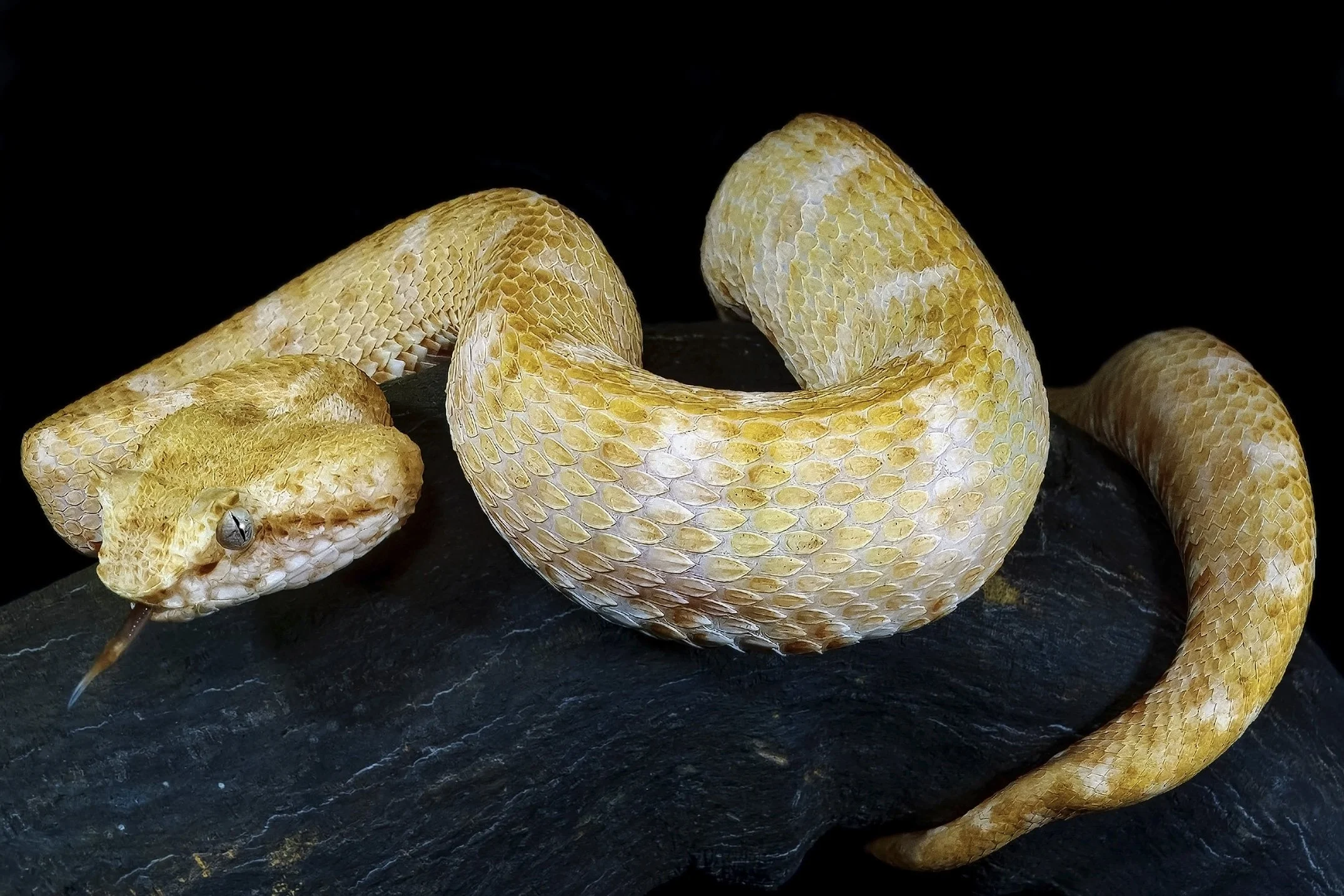 Eyelash Vipers (Bothriechis nigroadspersus, Bothriechis supraciliaris ...