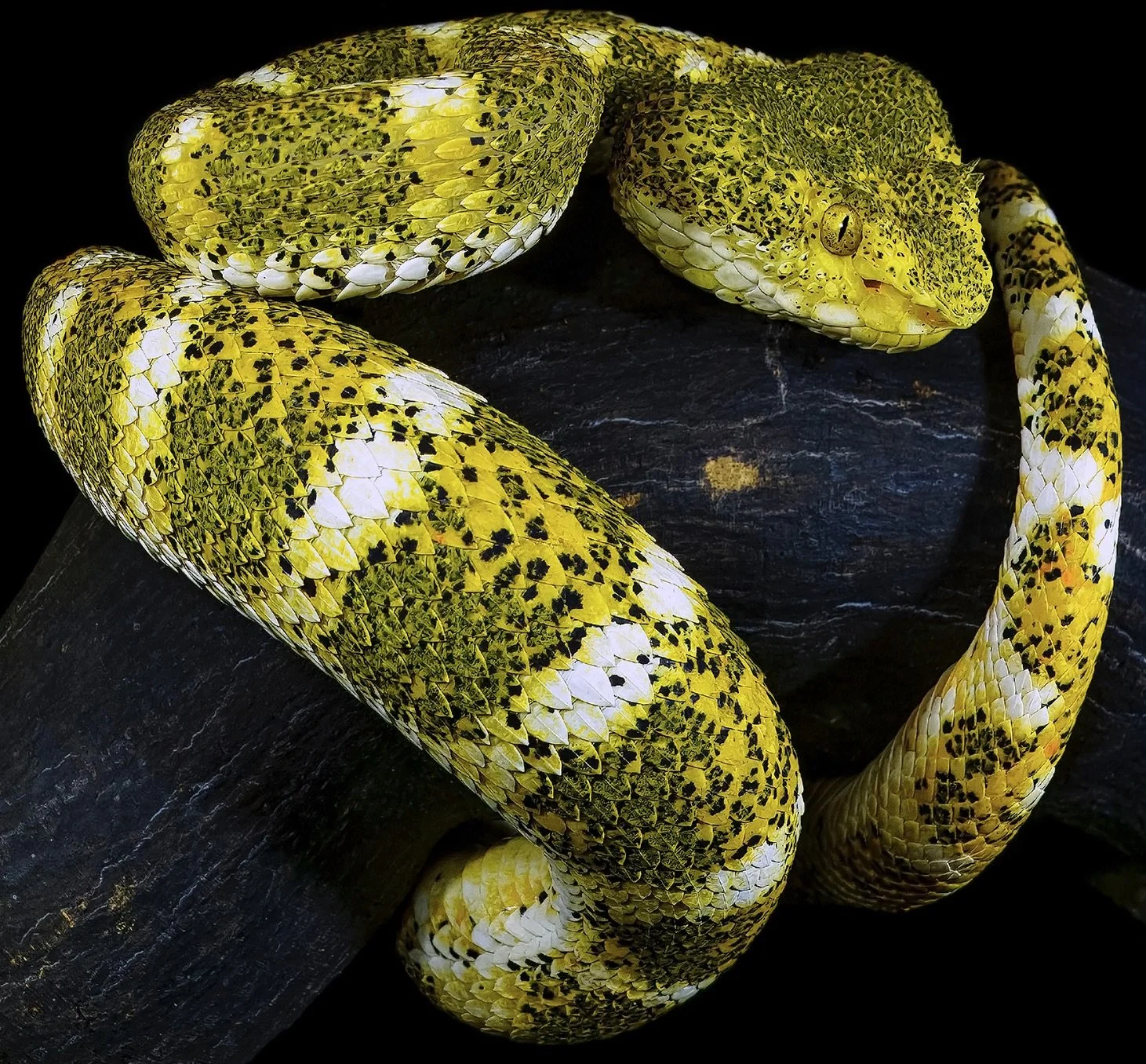 Eyelash Vipers (Bothriechis nigroadspersus, Bothriechis supraciliaris ...
