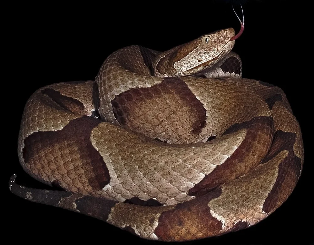 Southern and broad-banded copperheads — Exotica Esoterica