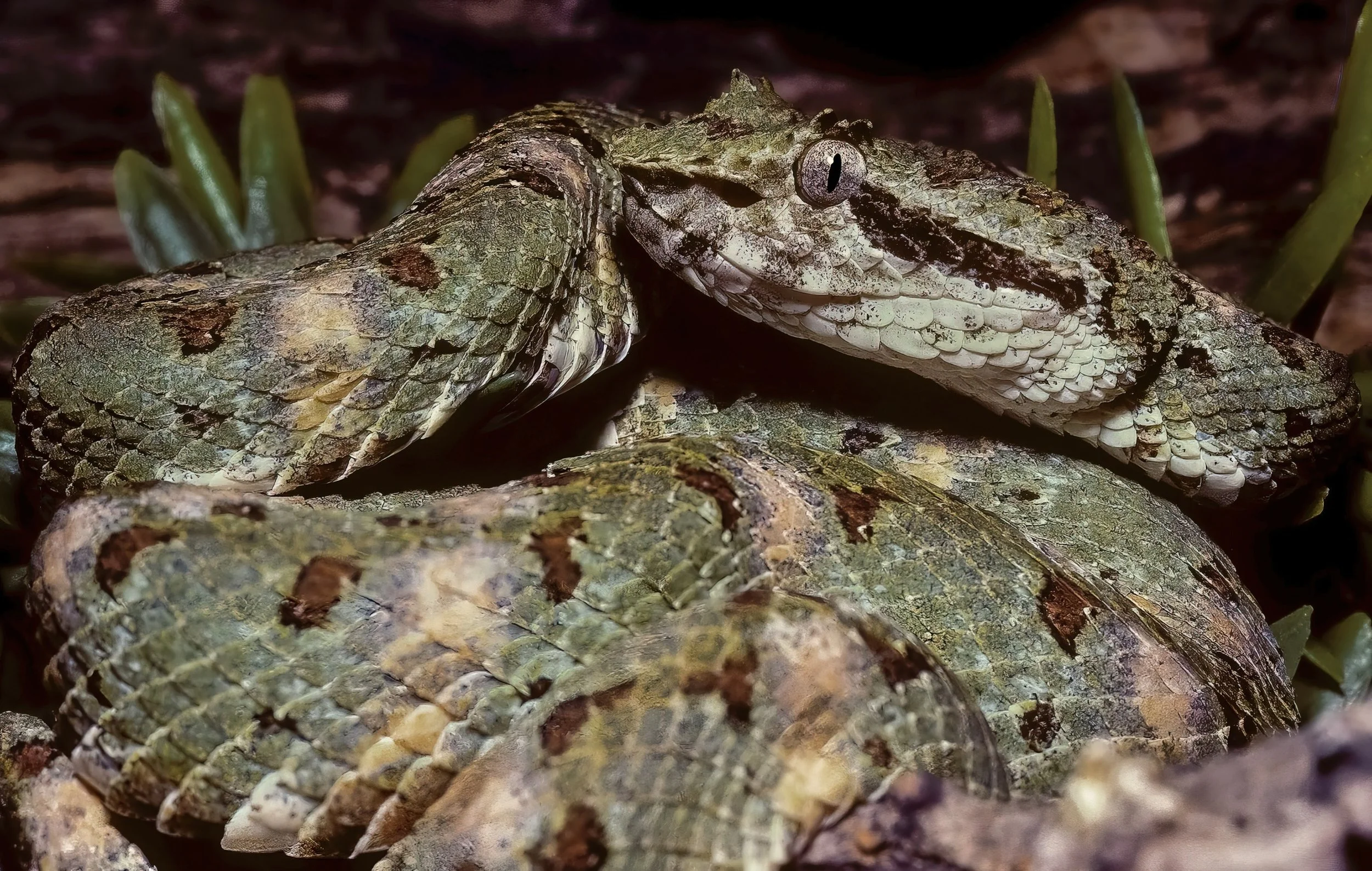 Eyelash Vipers (Bothriechis nigroadspersus, Bothriechis supraciliaris ...