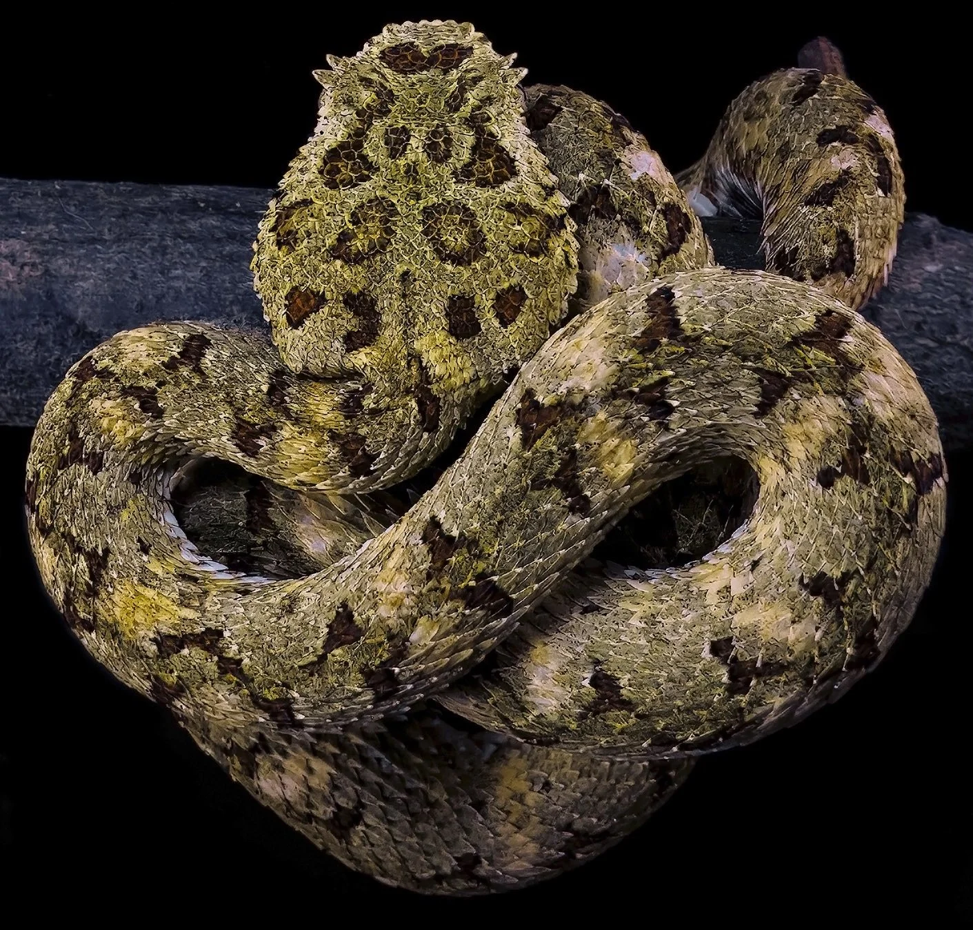 Eyelash Vipers (Bothriechis nigroadspersus, Bothriechis supraciliaris ...