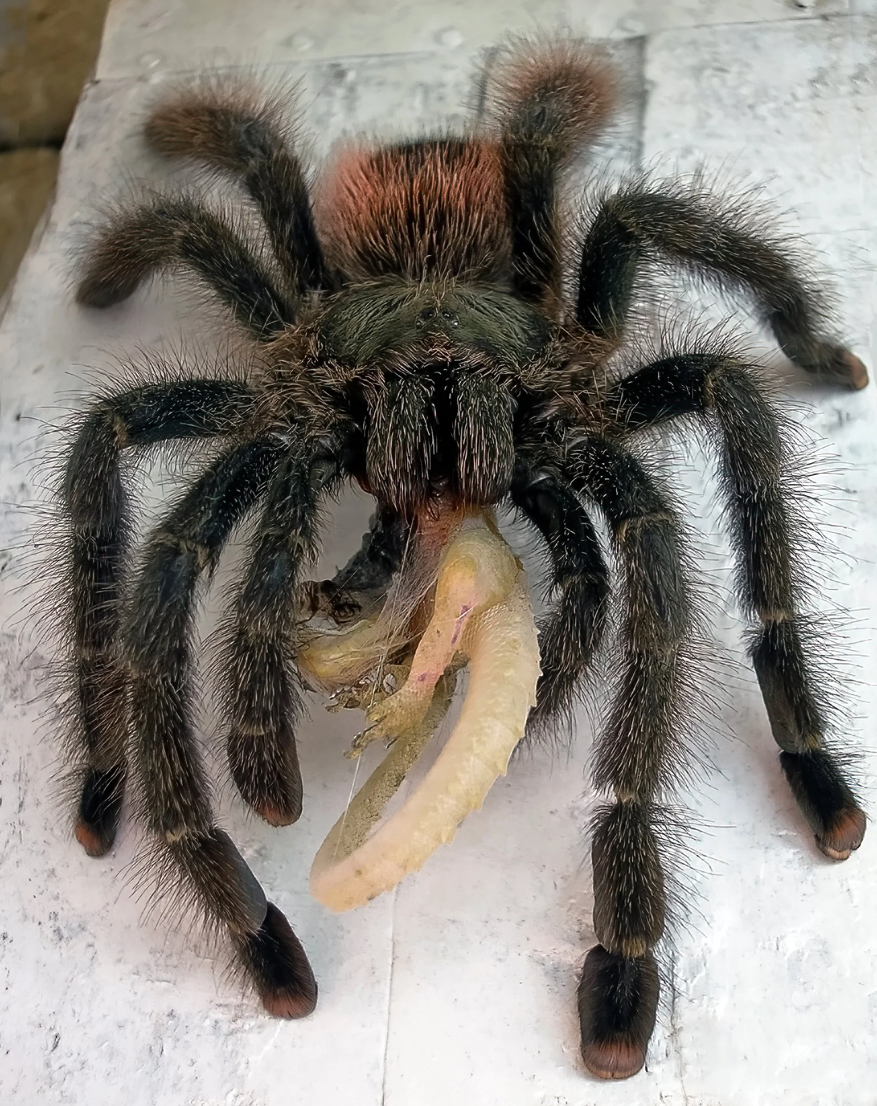 Jay Vannini and friends close