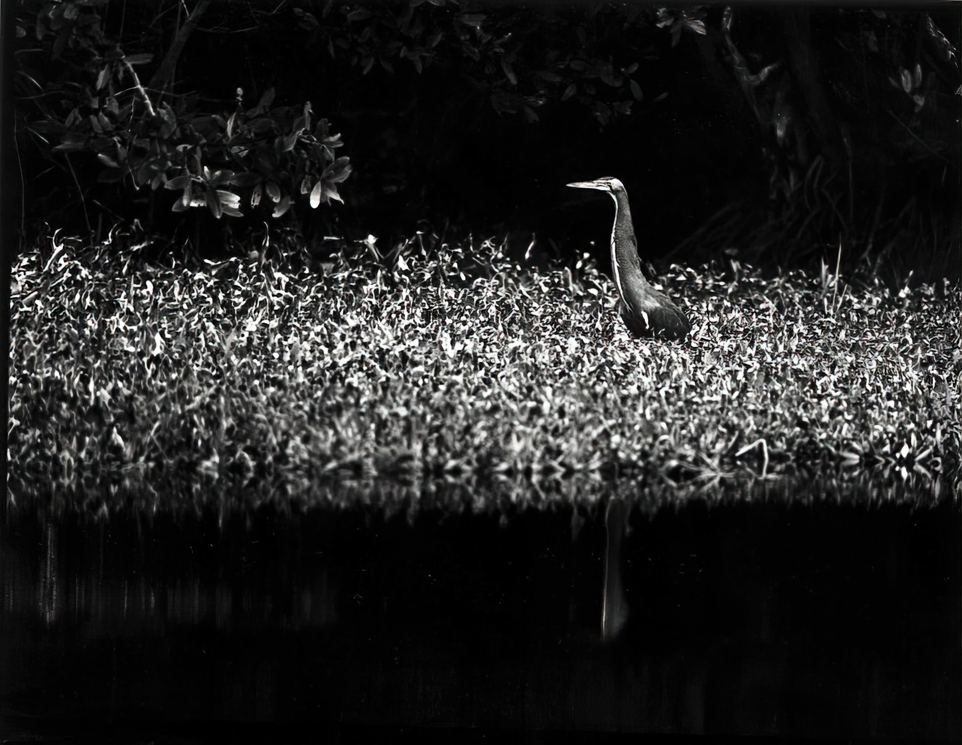 Life and Near Death of a Tropical Wetland in Guatemala — Exotica Esoterica