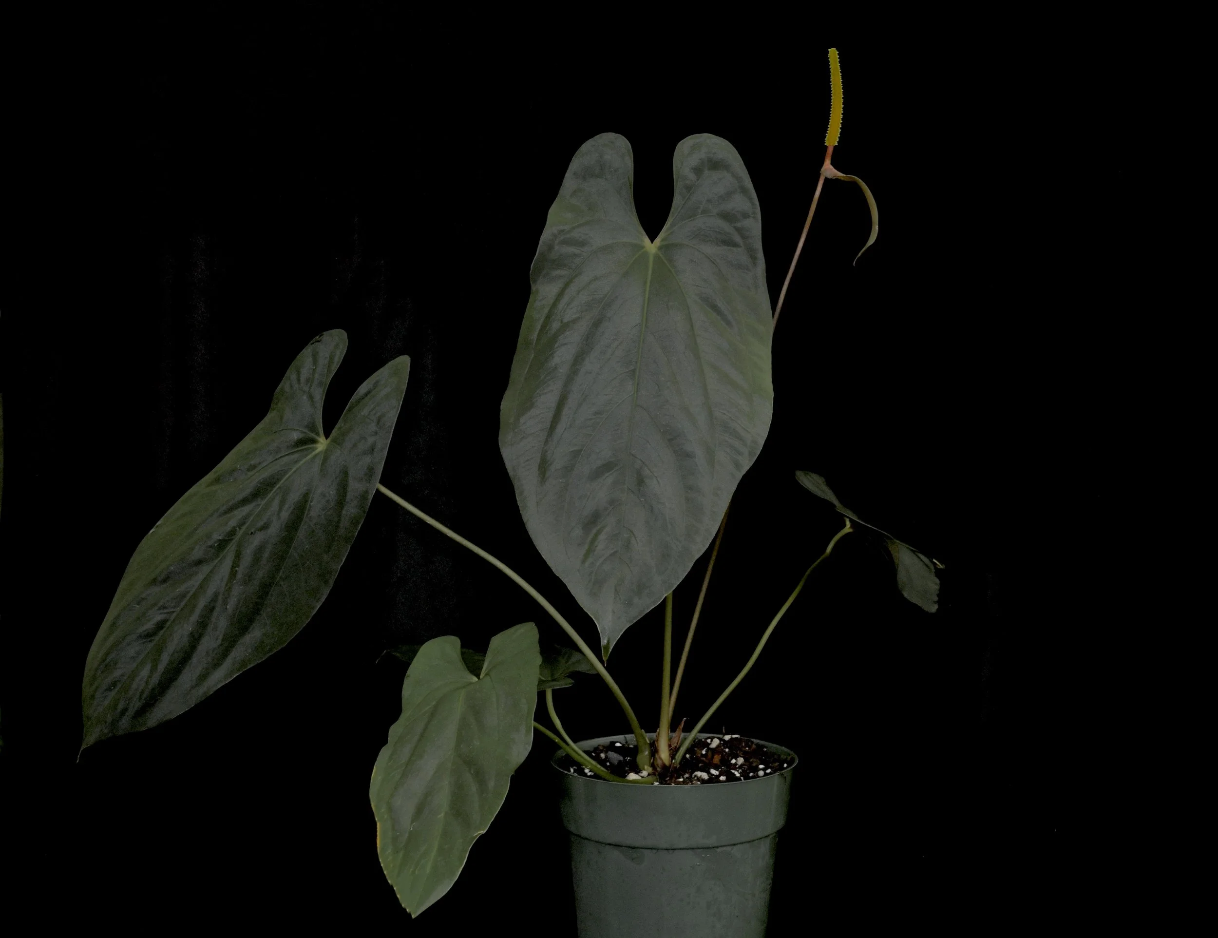 Black Velvet Anthuriums After The Flood  Exotica Esoterica
