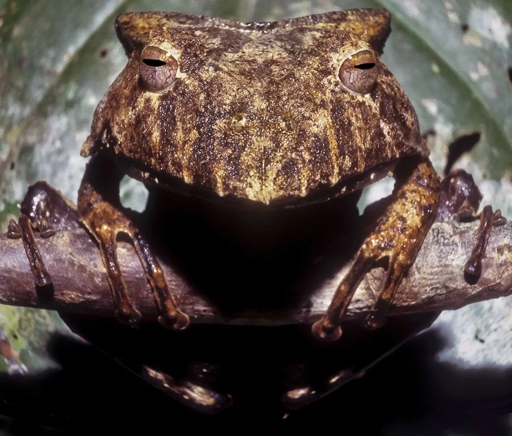 Cannibal Frogs Horned Frogs, Darth Vaders & Dragons — Exotica Esoterica