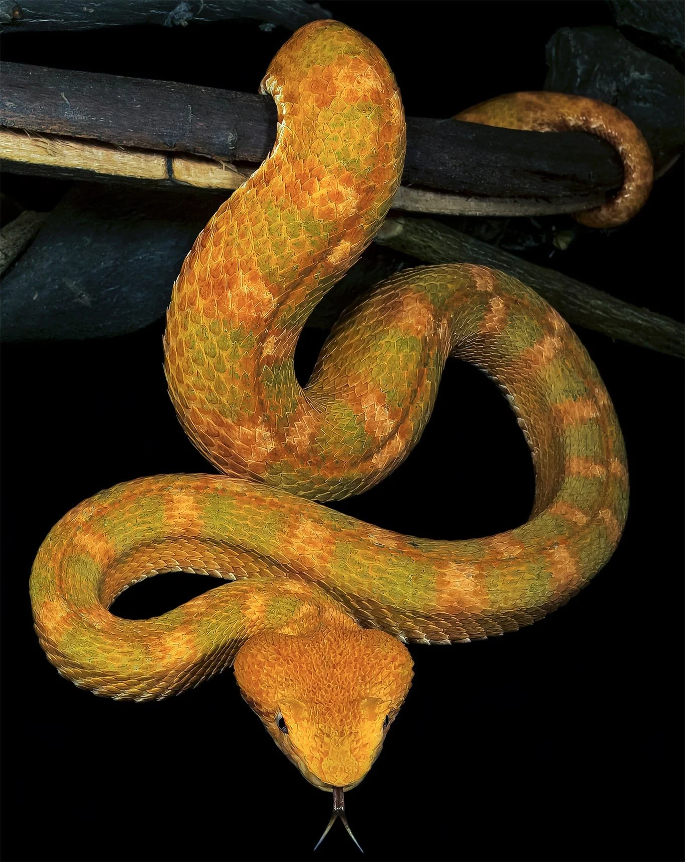 Eyelash Vipers (Bothriechis nigroadspersus, Bothriechis supraciliaris ...