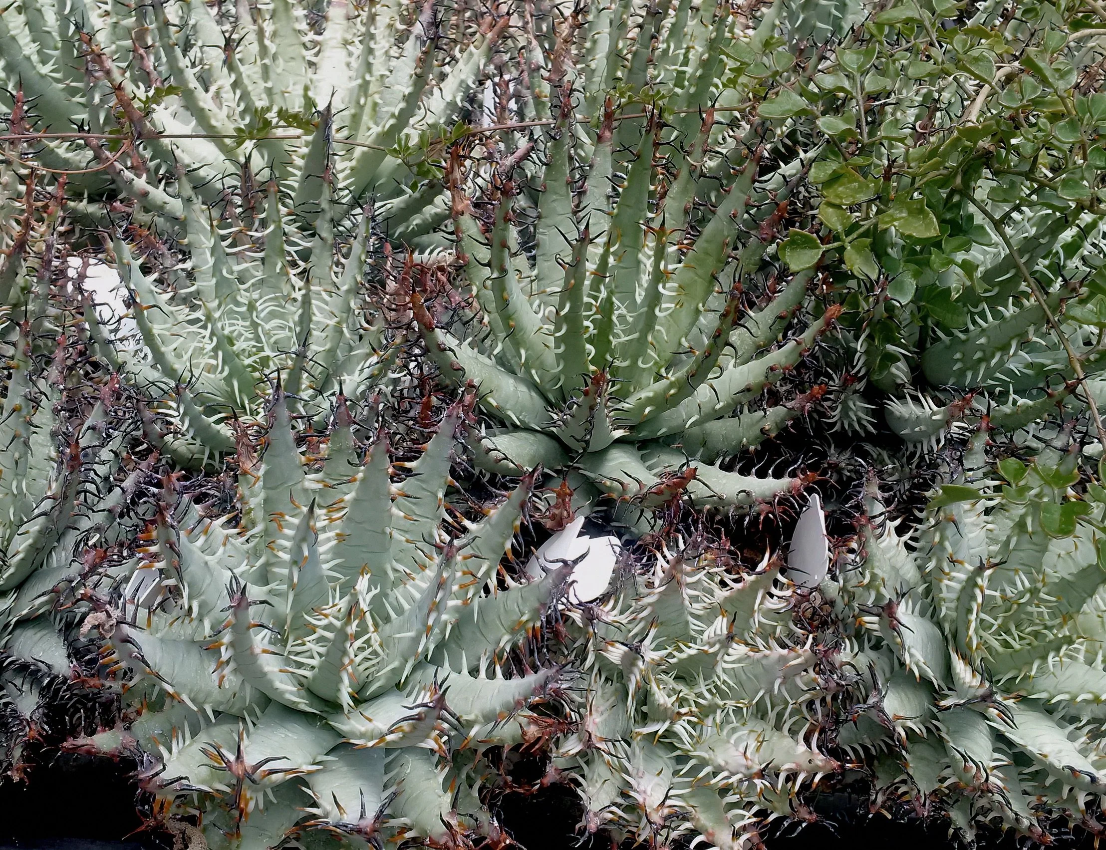 A close look and Fantasy and tabletop aloes, including species and ...