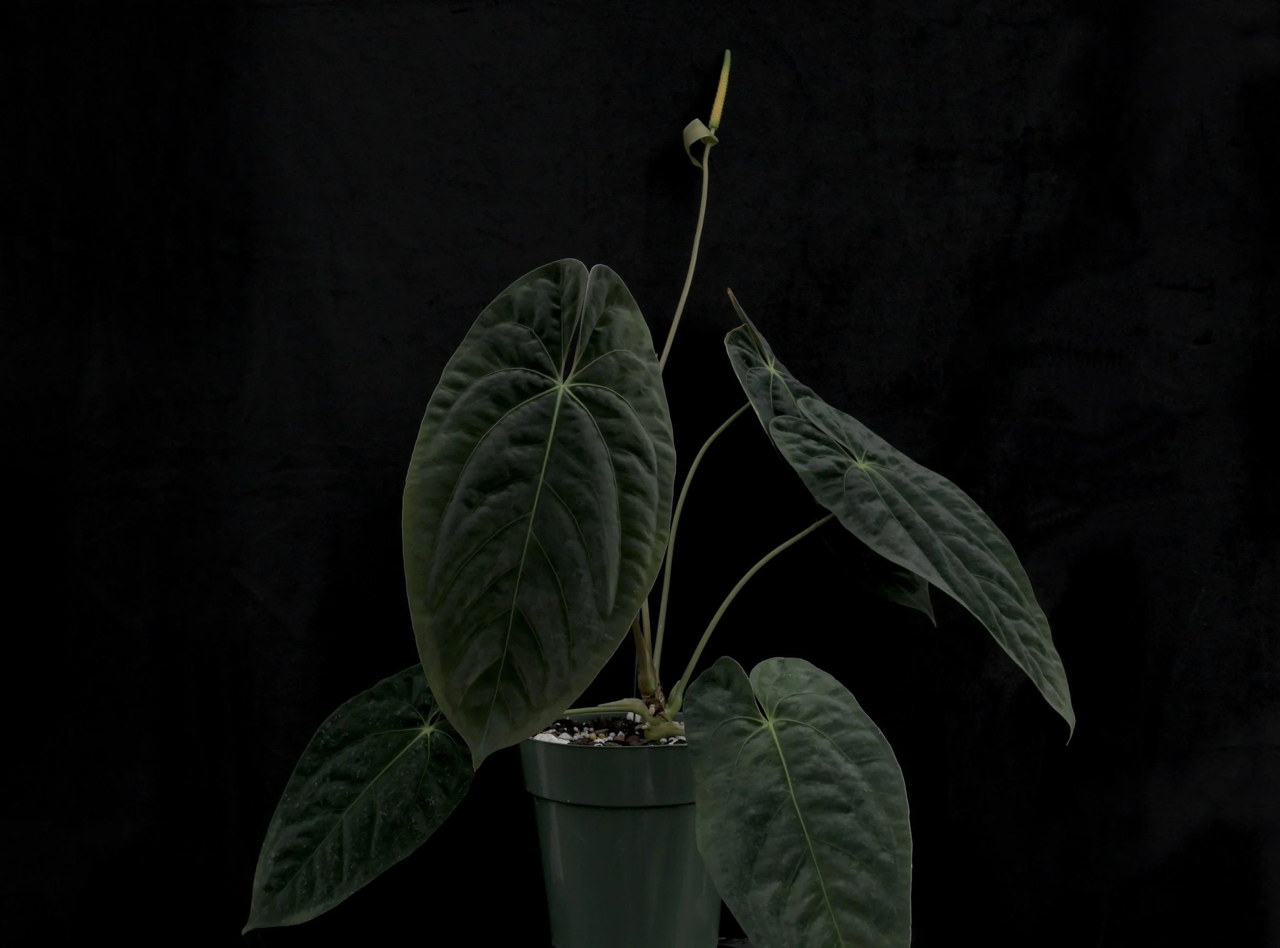 Black Velvet Anthuriums After The Flood  Exotica Esoterica
