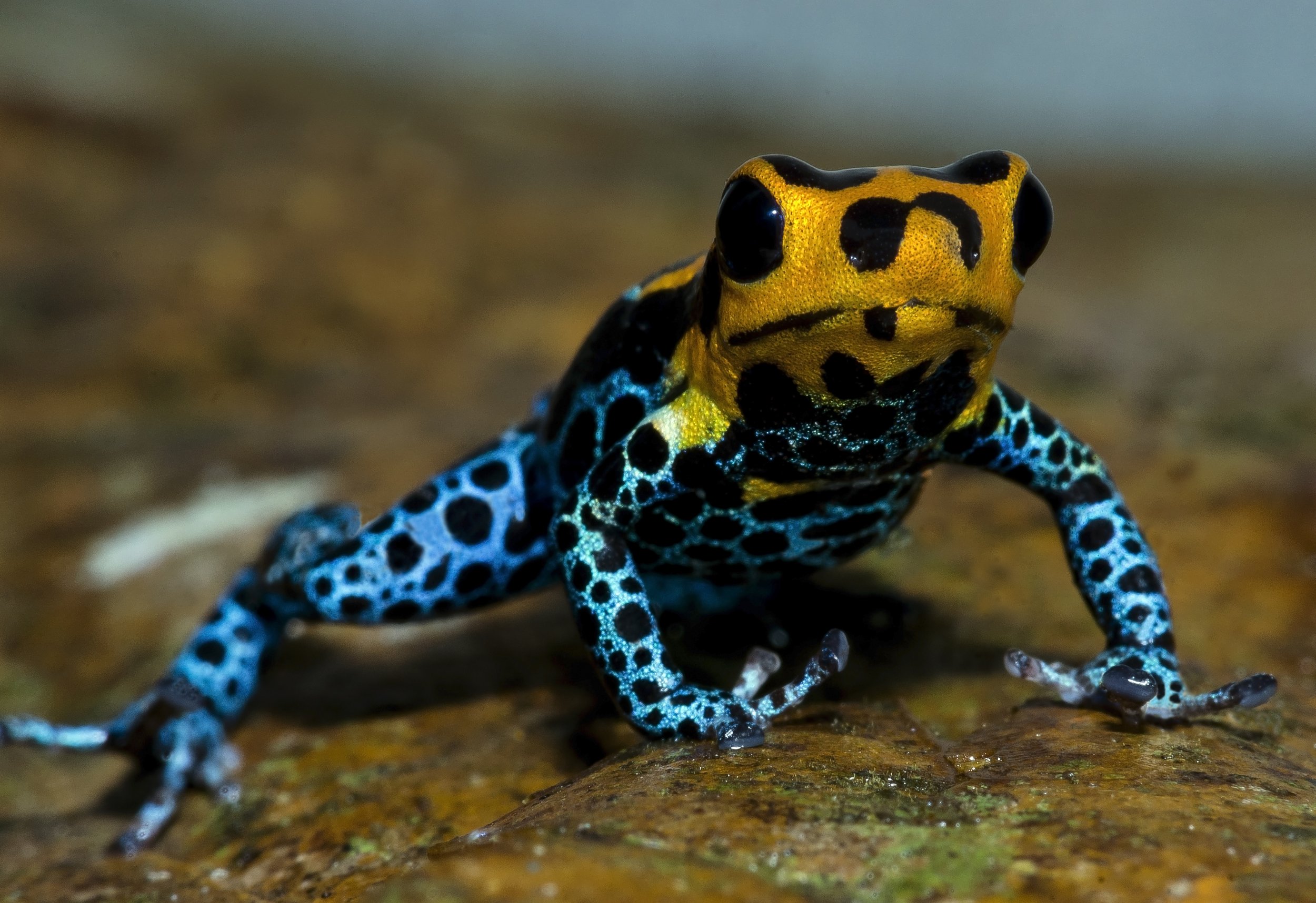 Most Poisonous Frogs In The World