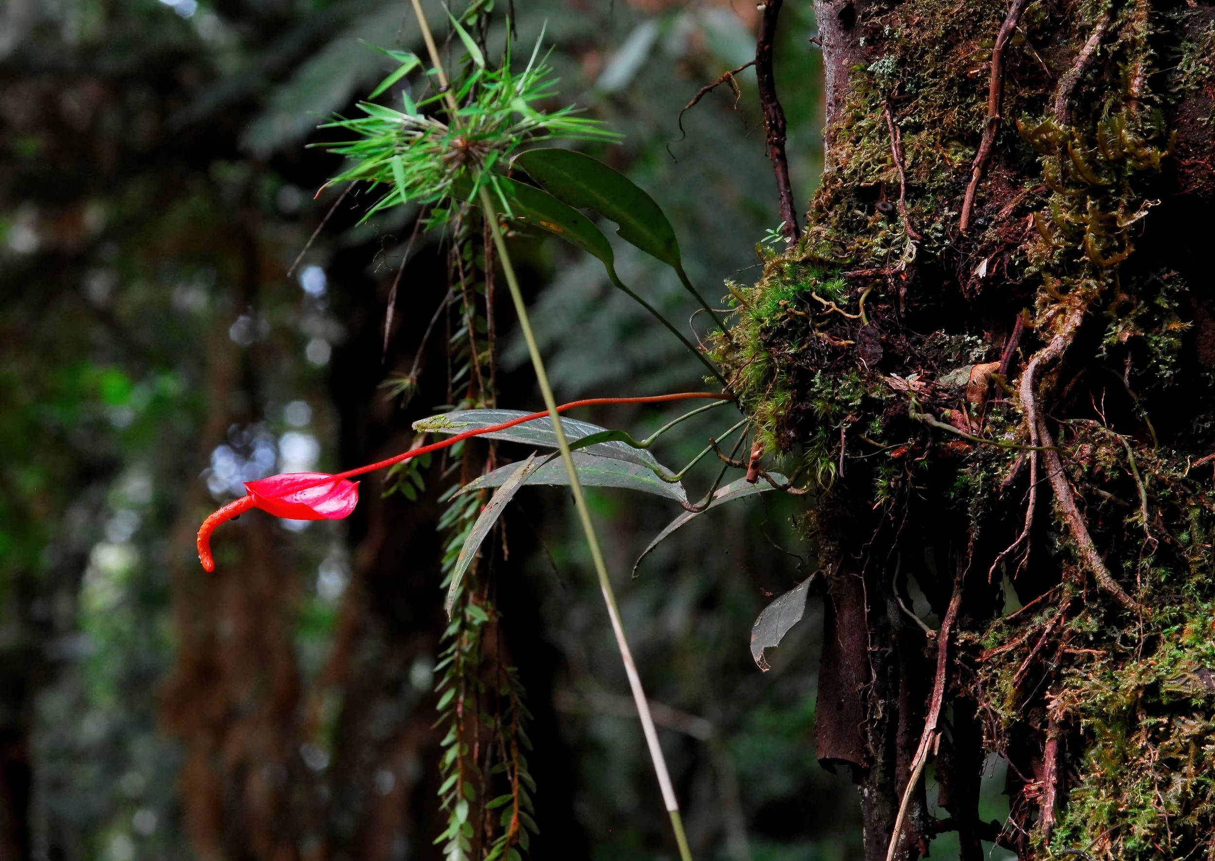 Floral Anthurium hybridization, history and cultivation by Jay Vannini   Exotica Esoterica