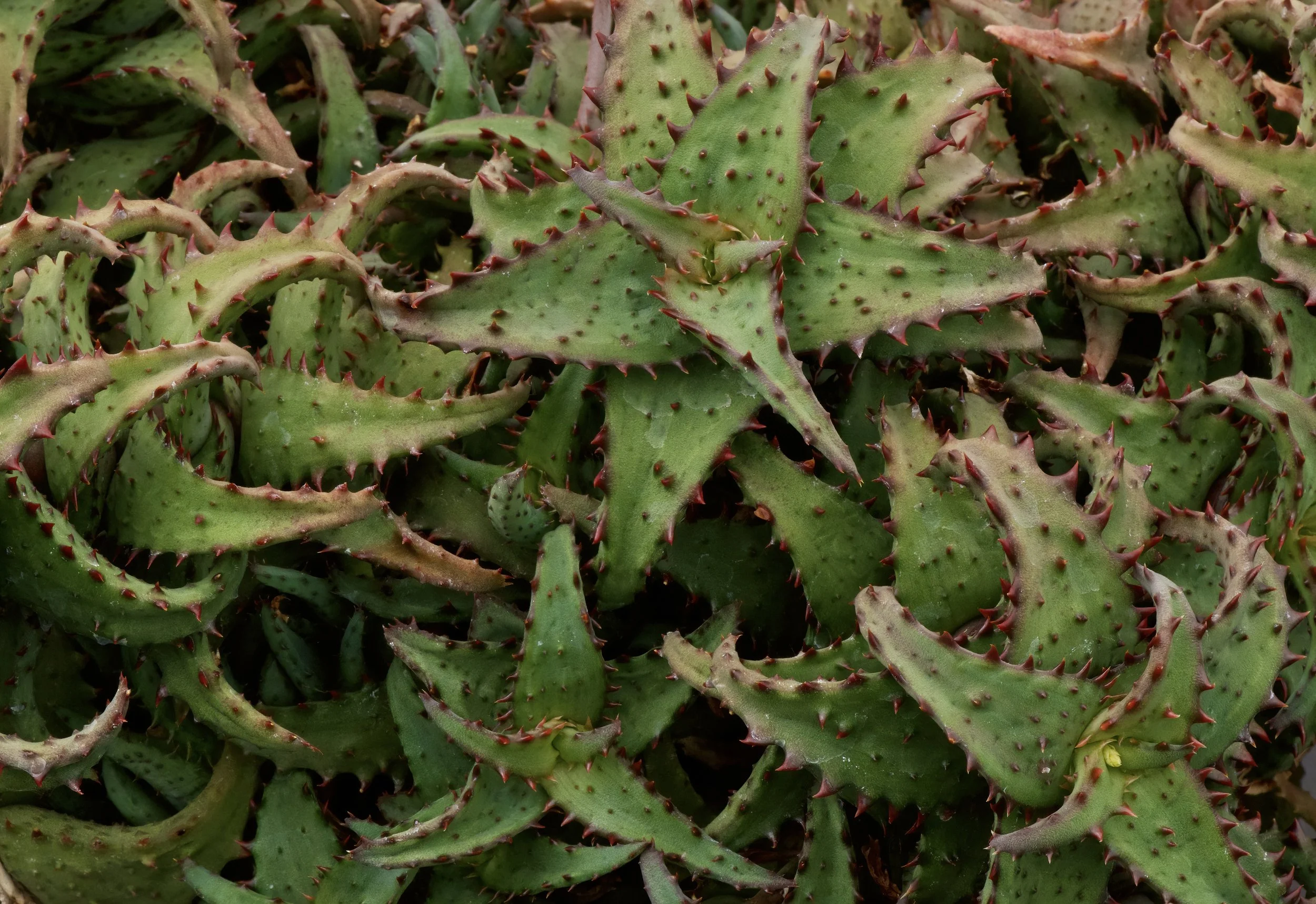 Dyckia Bill 突っ張ら Baker 