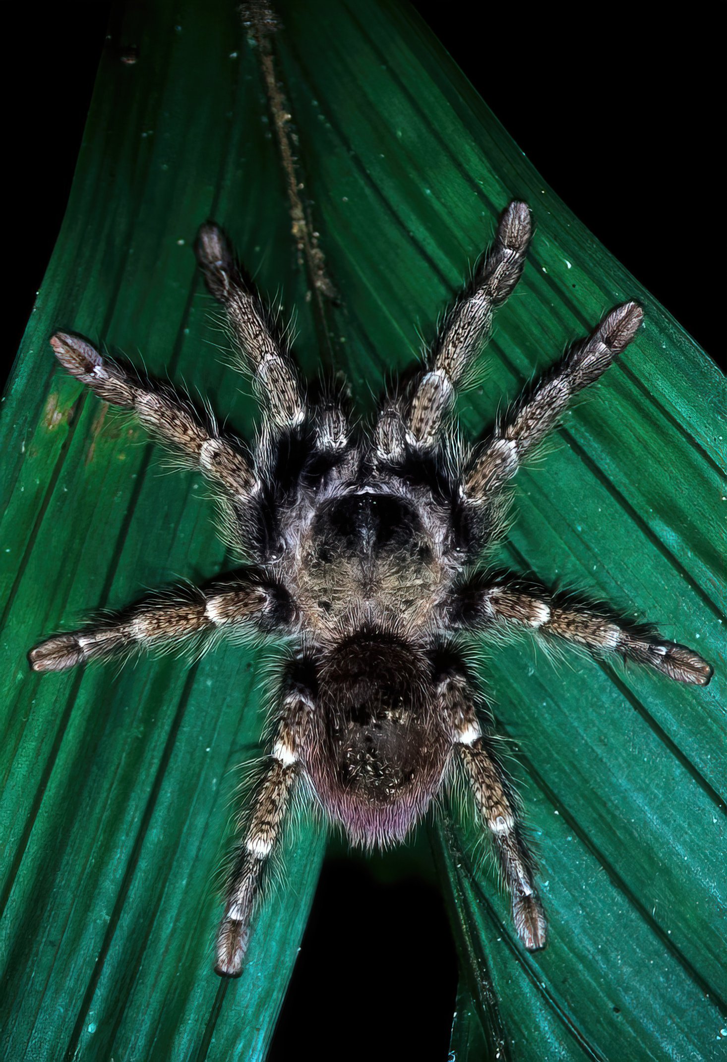 Velvet Spider Facts, Identifications, & Pictures in 2023  Spider fact, Spider  species, Spider identification chart