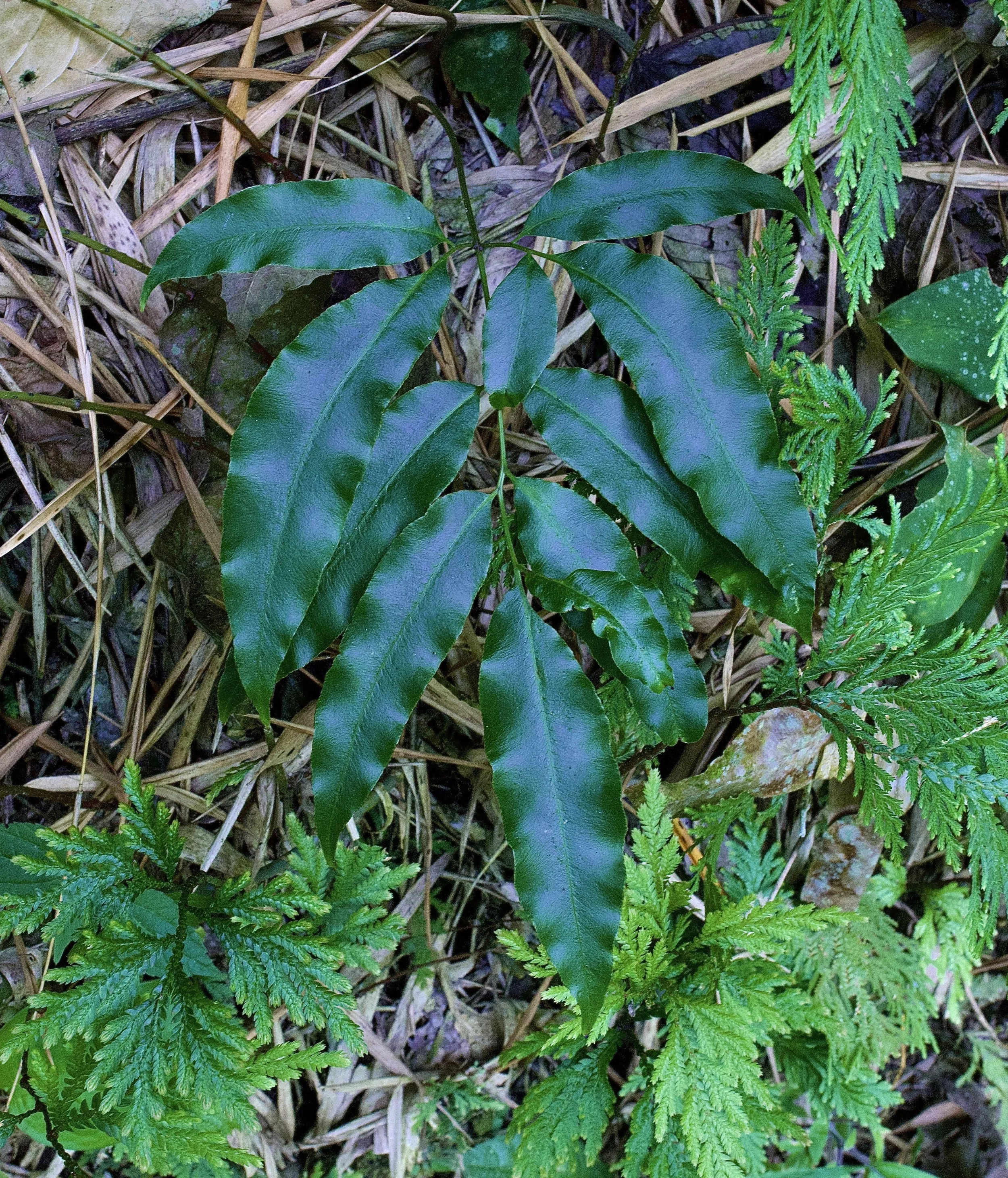 Iridescent Ferns-Microsorum, Elaphoglossum, Danaea, Trichomanes and other  ornamental tropical ferns  Exotica Esoterica