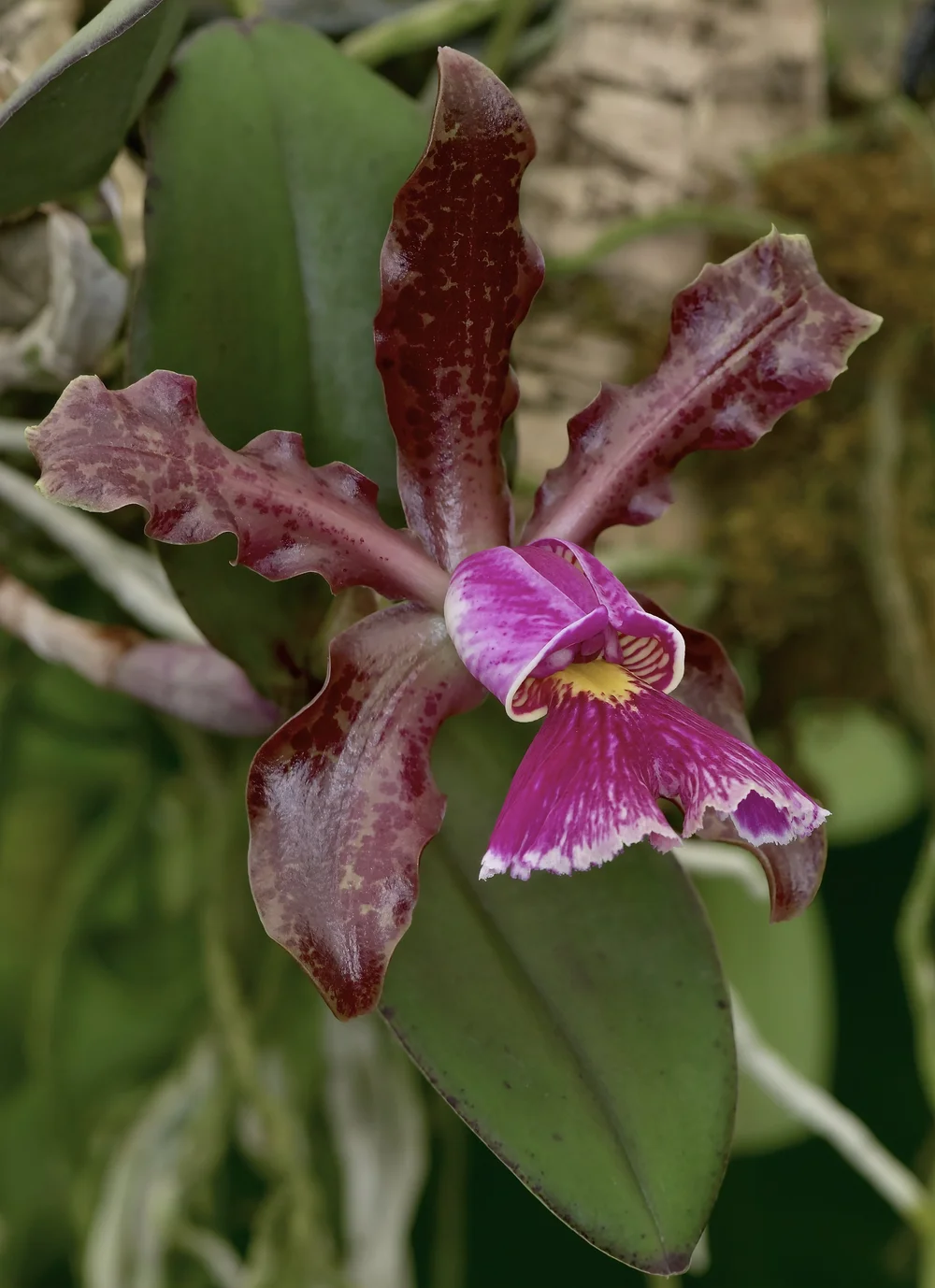 Cattleya aclandiae - The Leopard Print Boss o' Bossa Nova — Exotica ...
