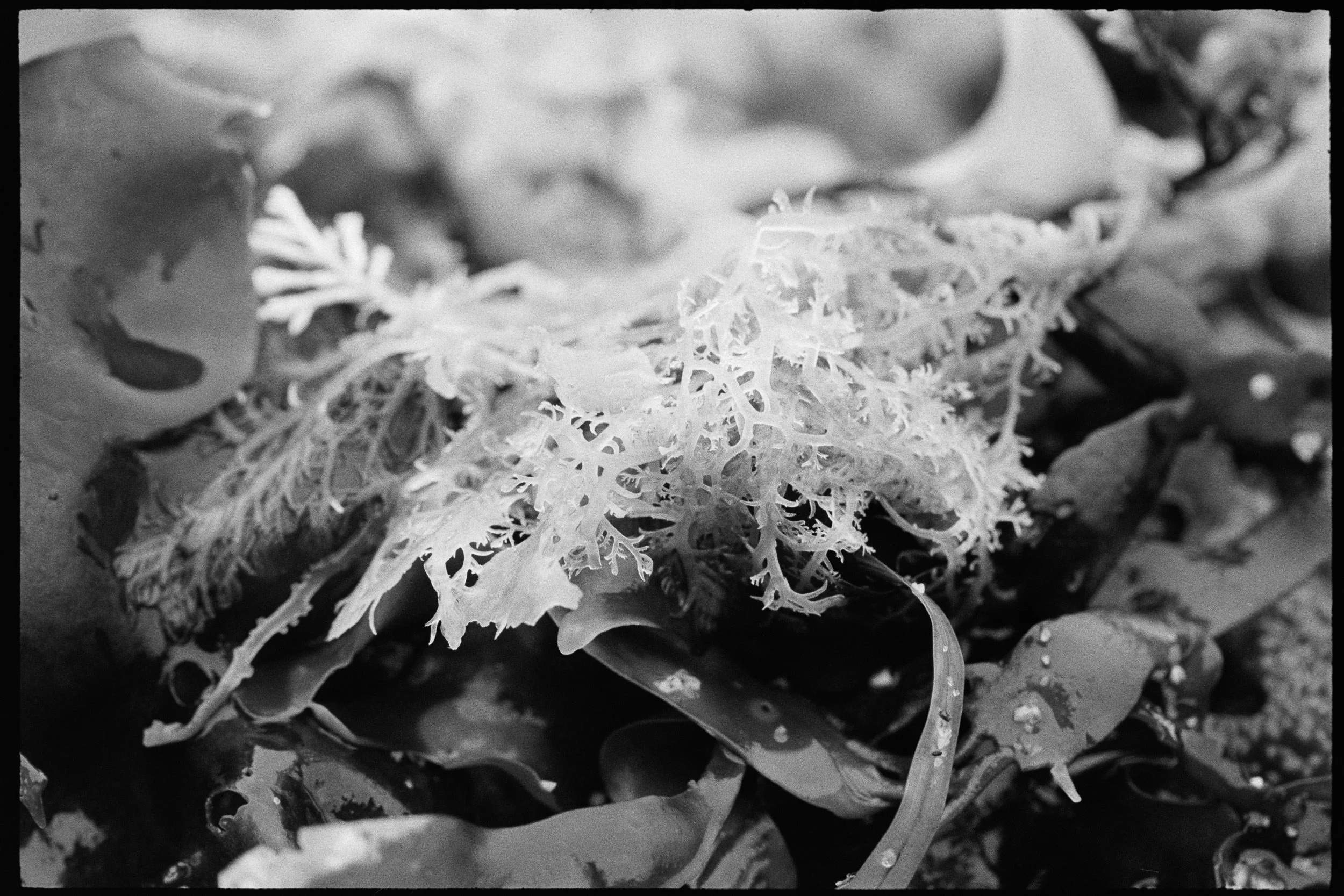 RFerand_BnW73_Elan7_HP5_28-Salish Details-SD.jpg