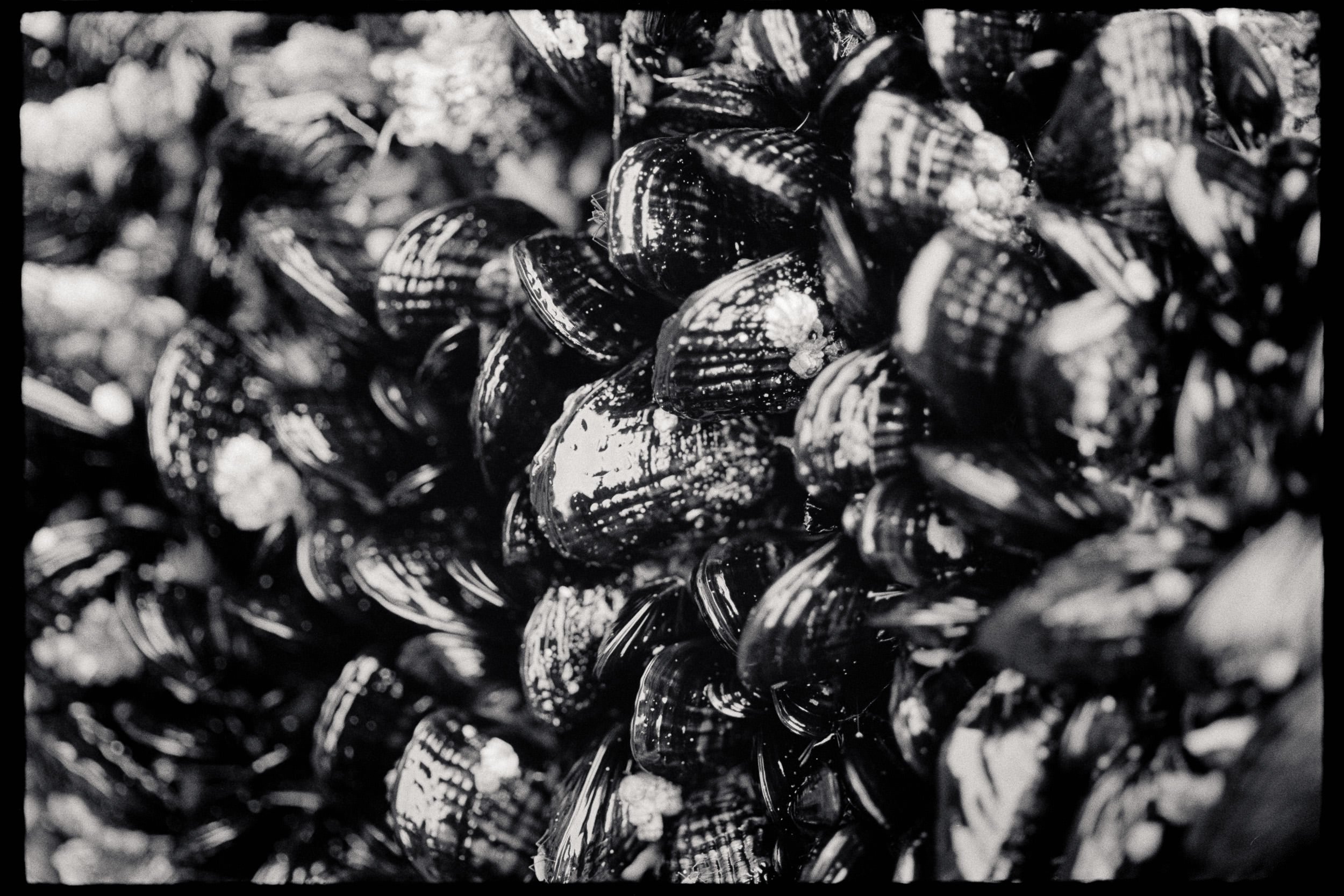 RFerand_BnW78_Elan7_HP5(800)_28-HalfMoon Bay, Ucluelet-SD.jpg