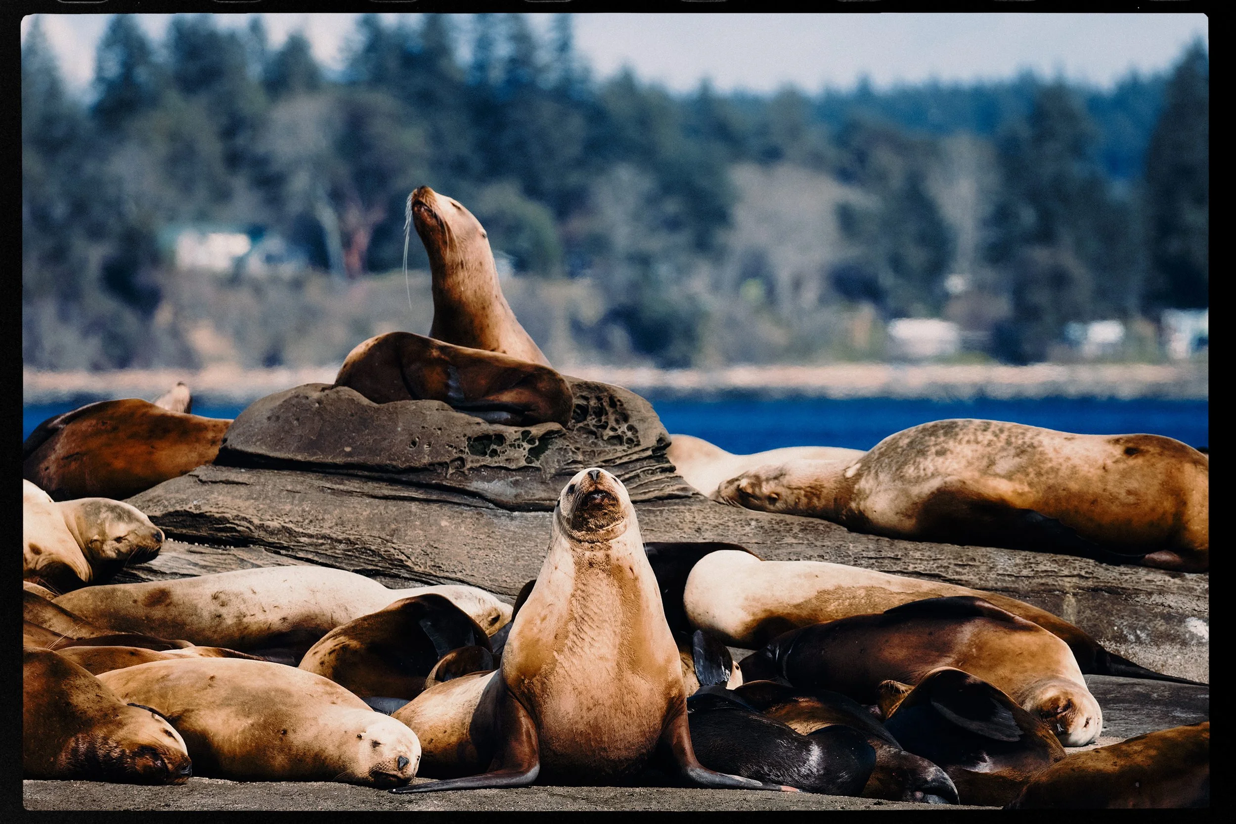 260308_RF_A_5740-DxO-Steller and Californian Sea Lions-HD.jpg